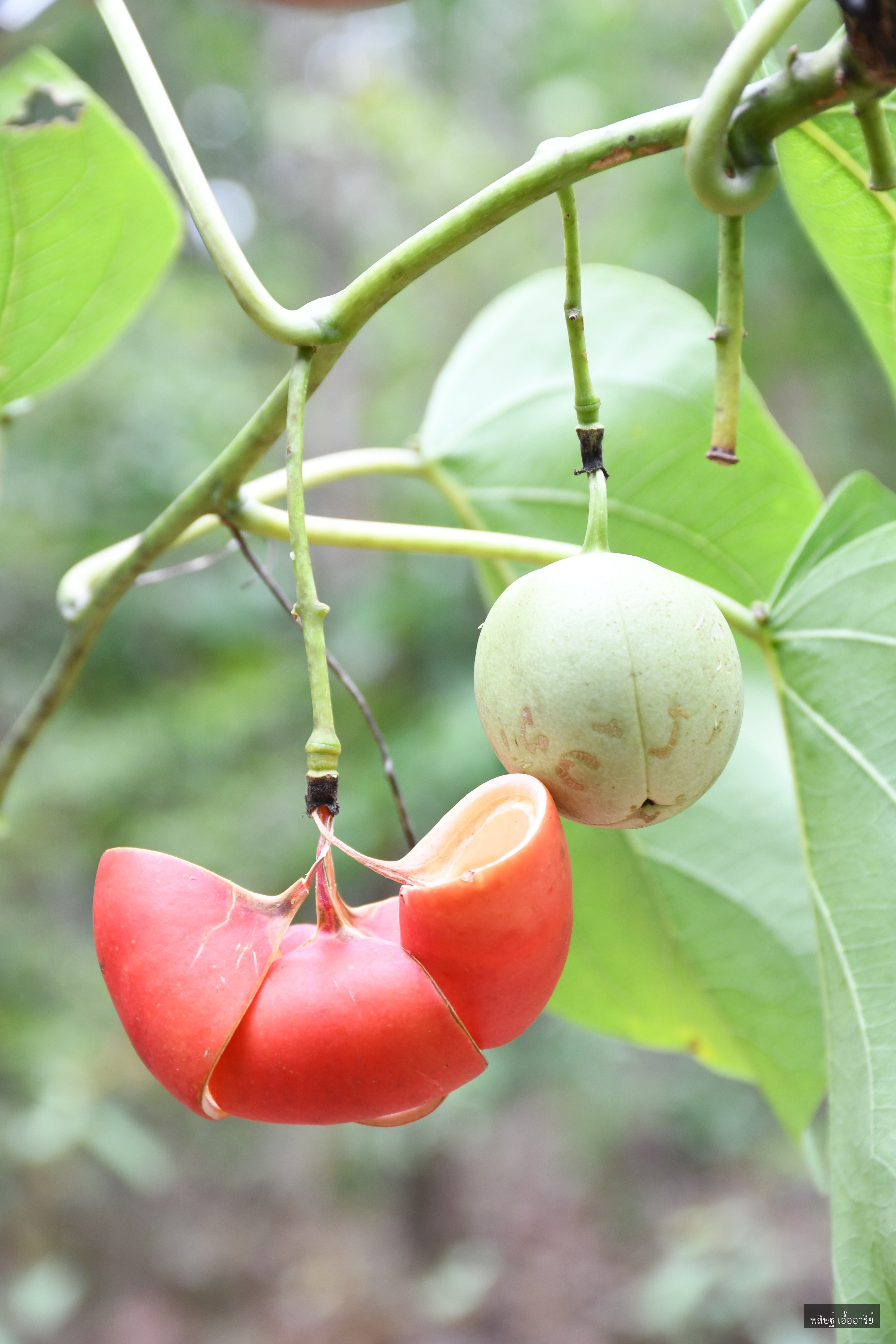 Adenia viridiflora
