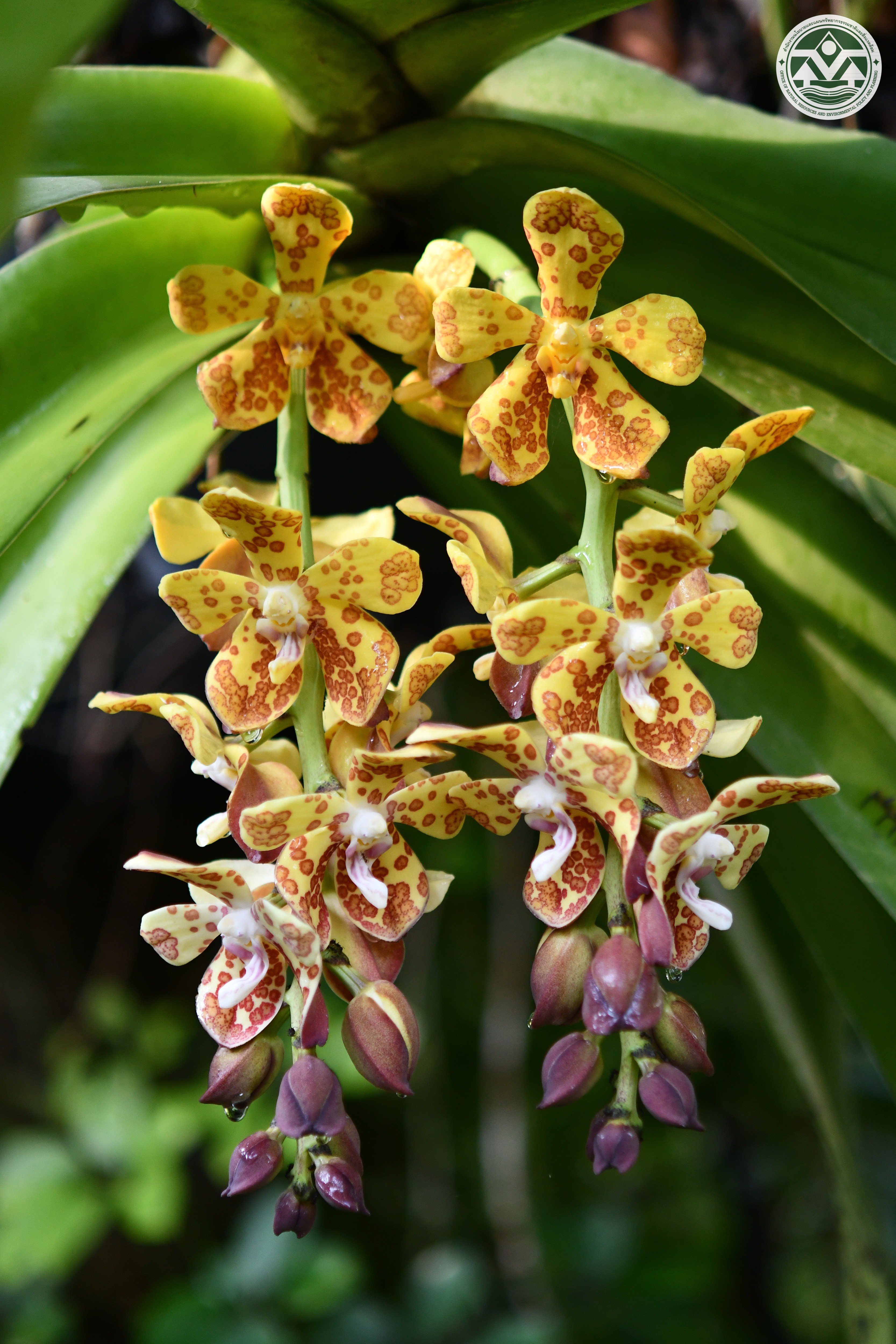Vandopsis gigantea
