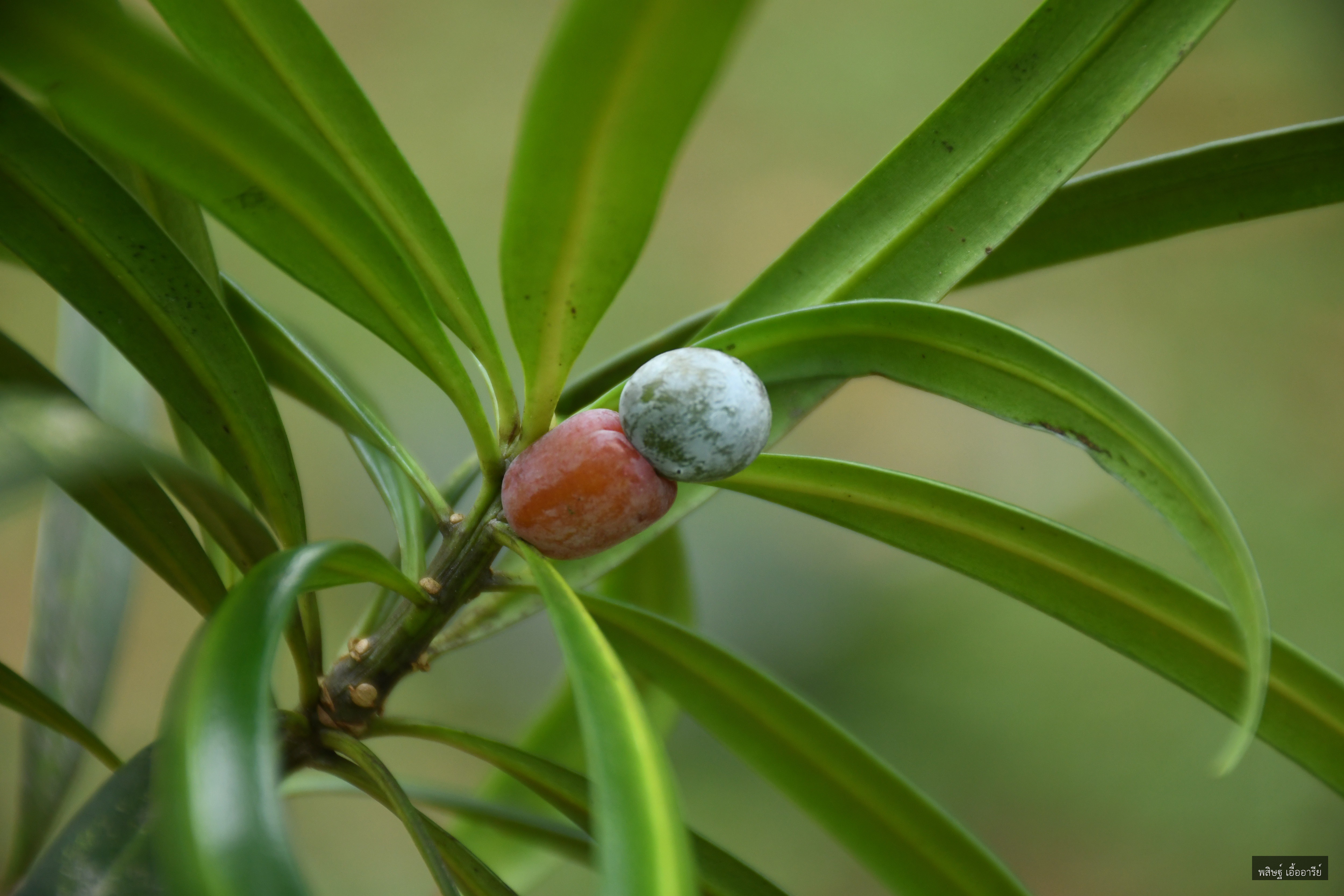 Podocarpus neriifolius