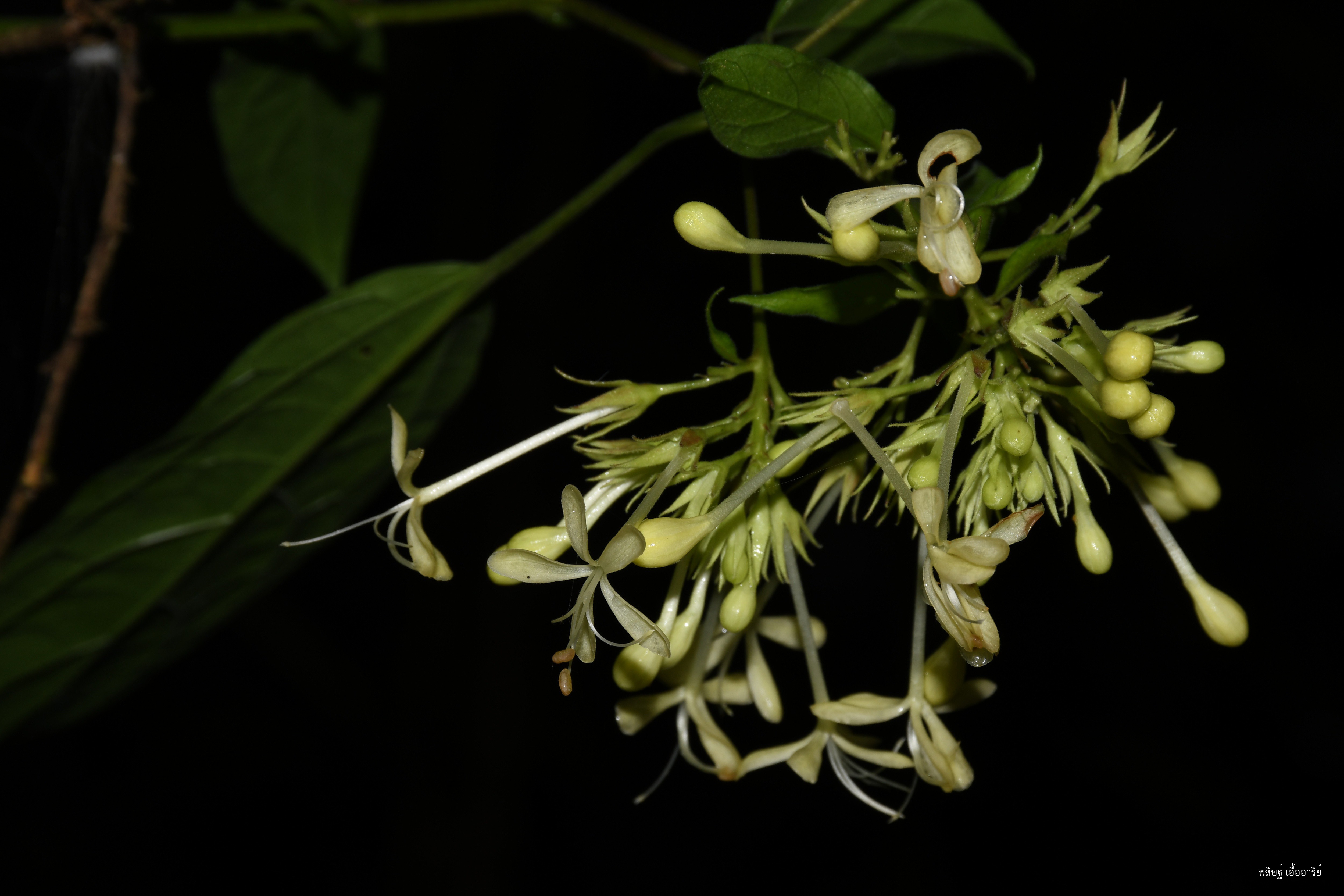 Clerodendrum garrettianum