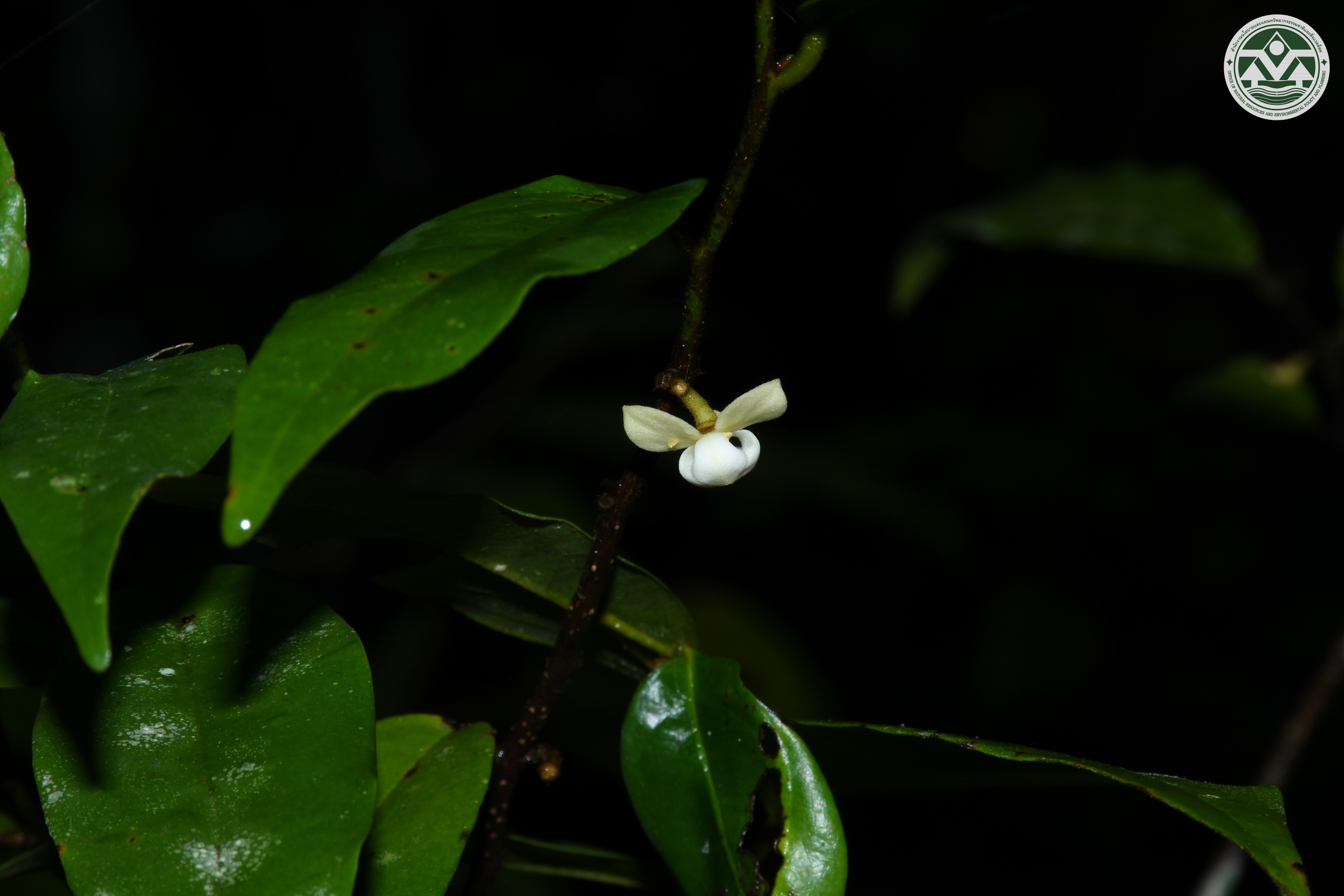 Mitrephora chulabhorniana