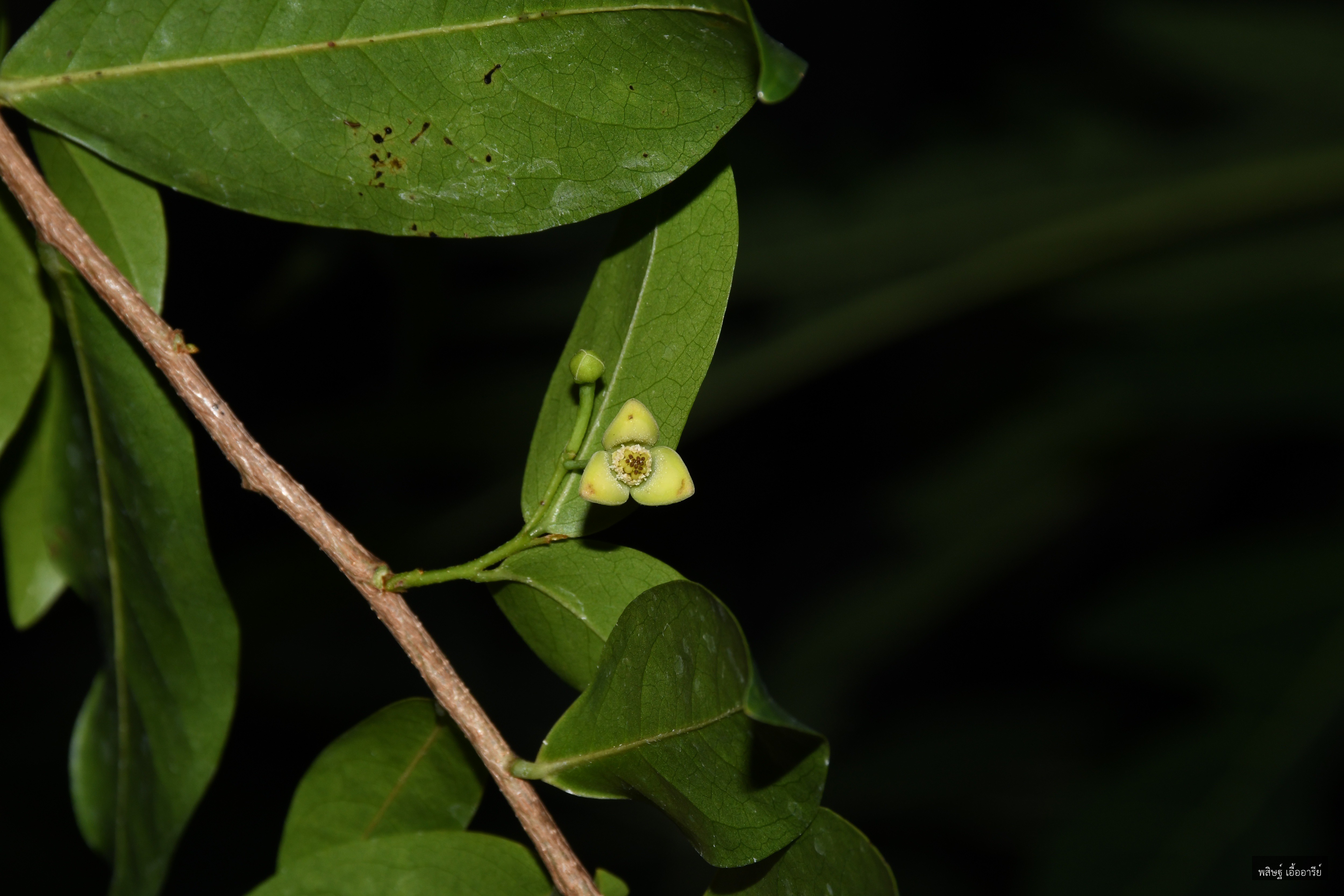 Miliusa parviflora