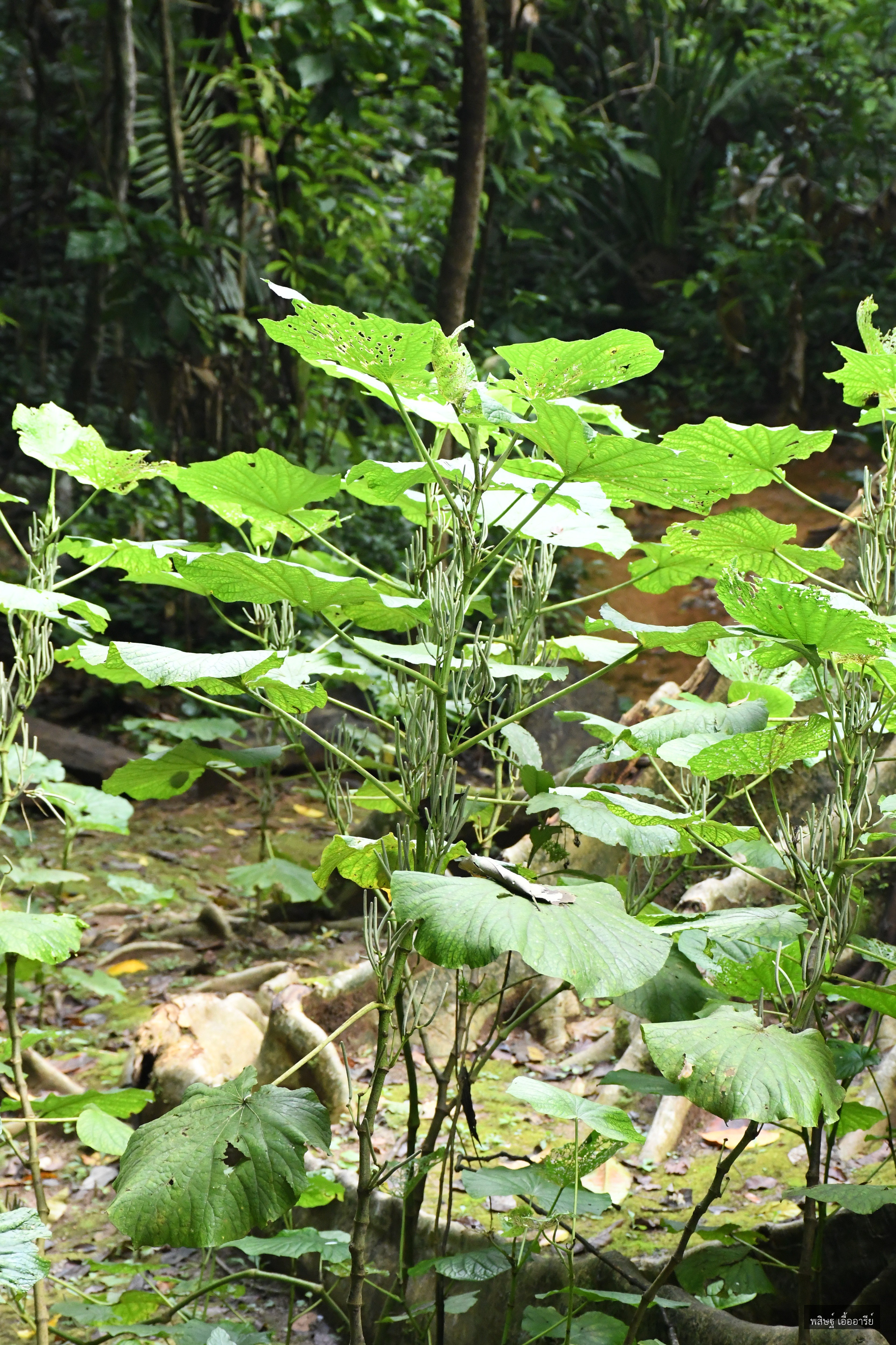Piper umbellatum