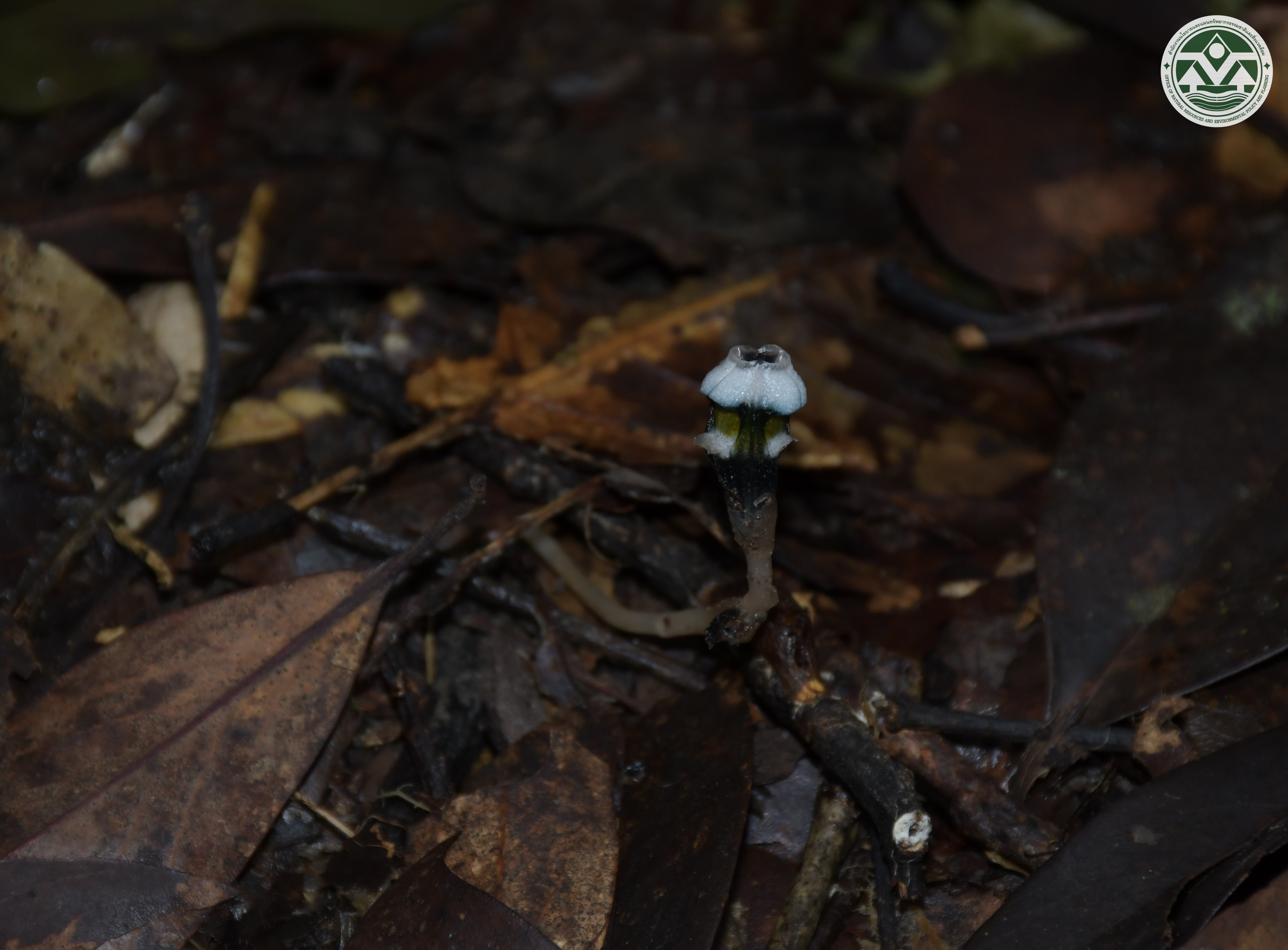 Thismia mirabilis