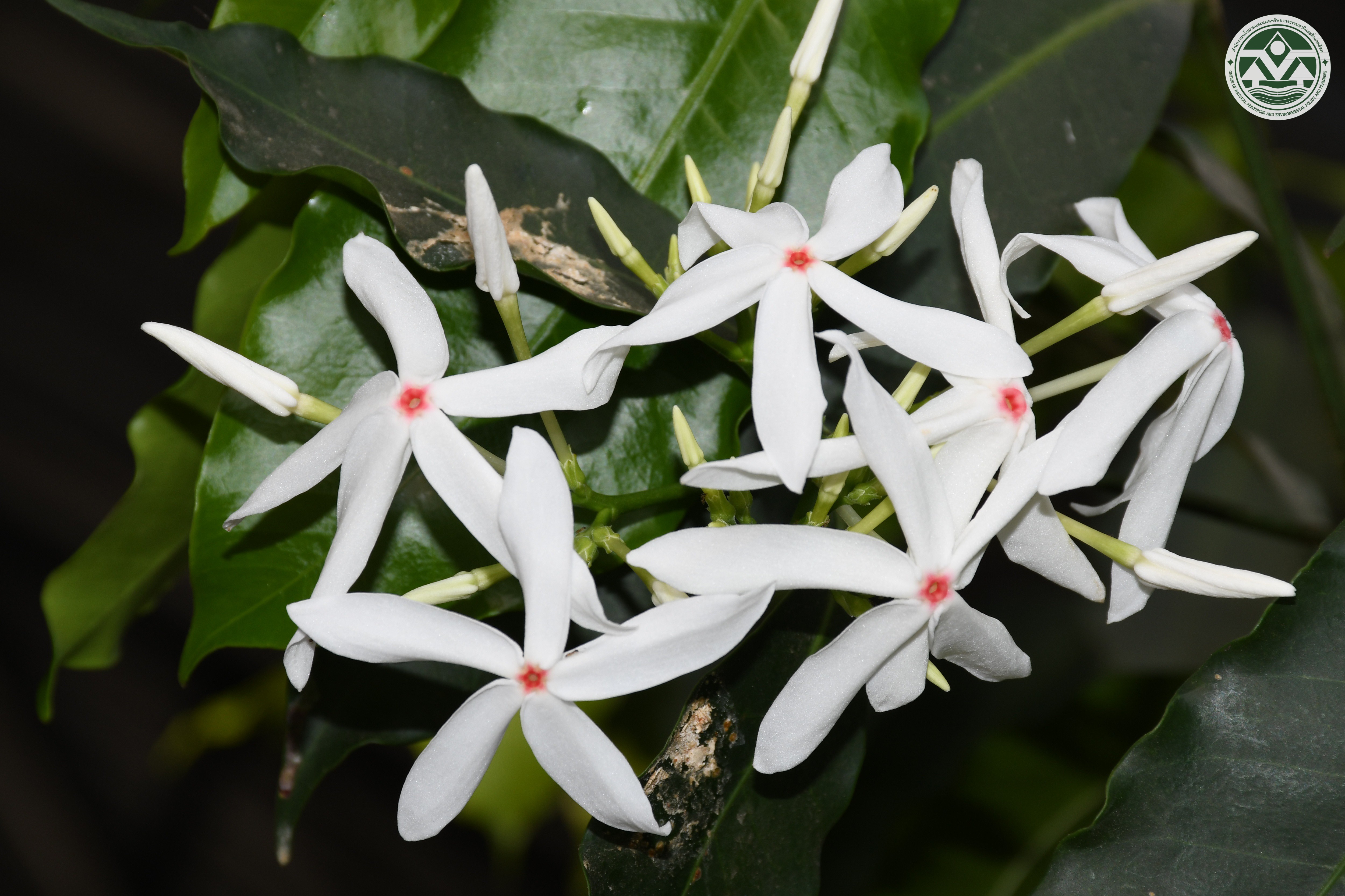 Kopsia arborea
