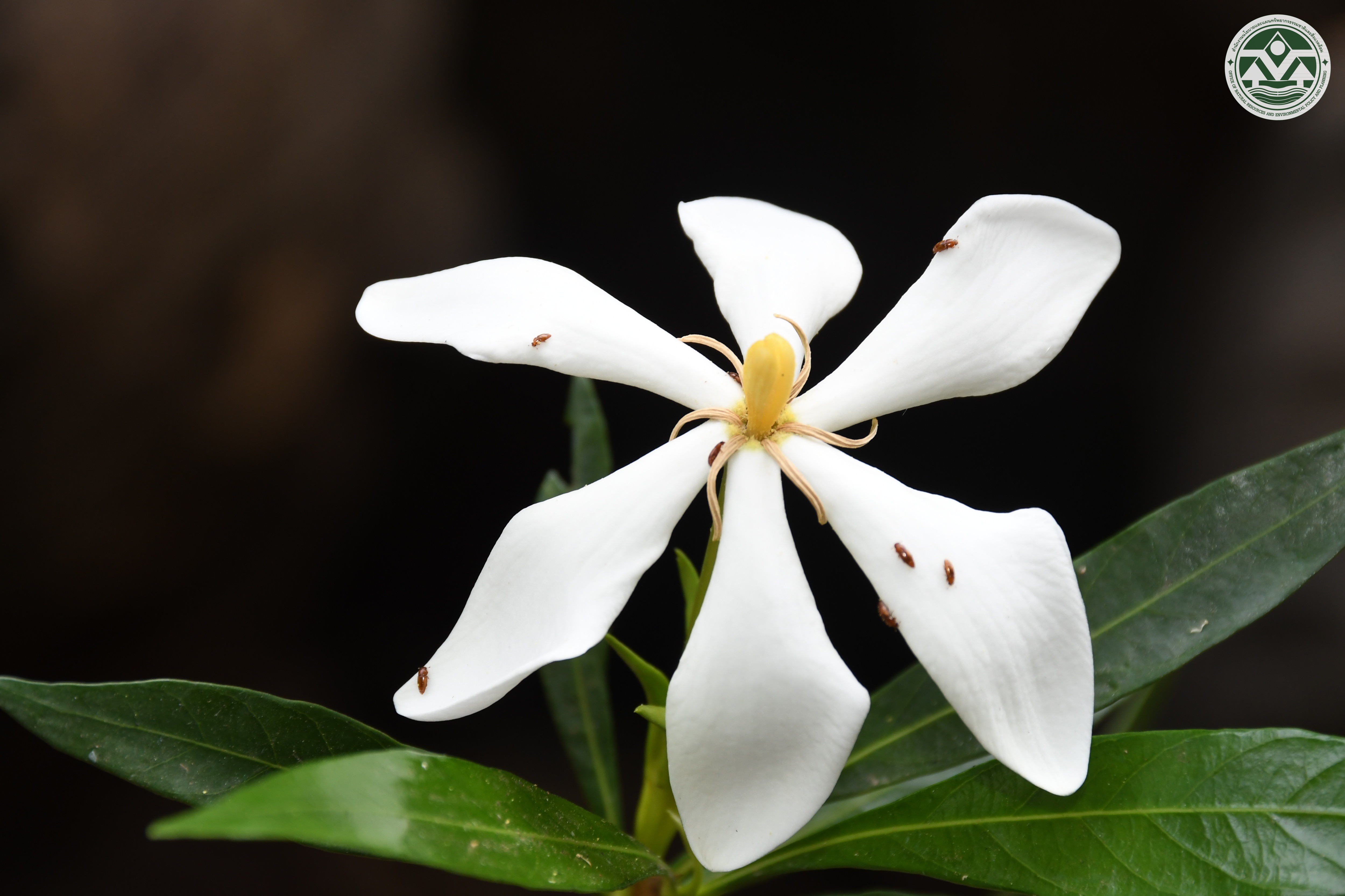 Gardenia jasminoides