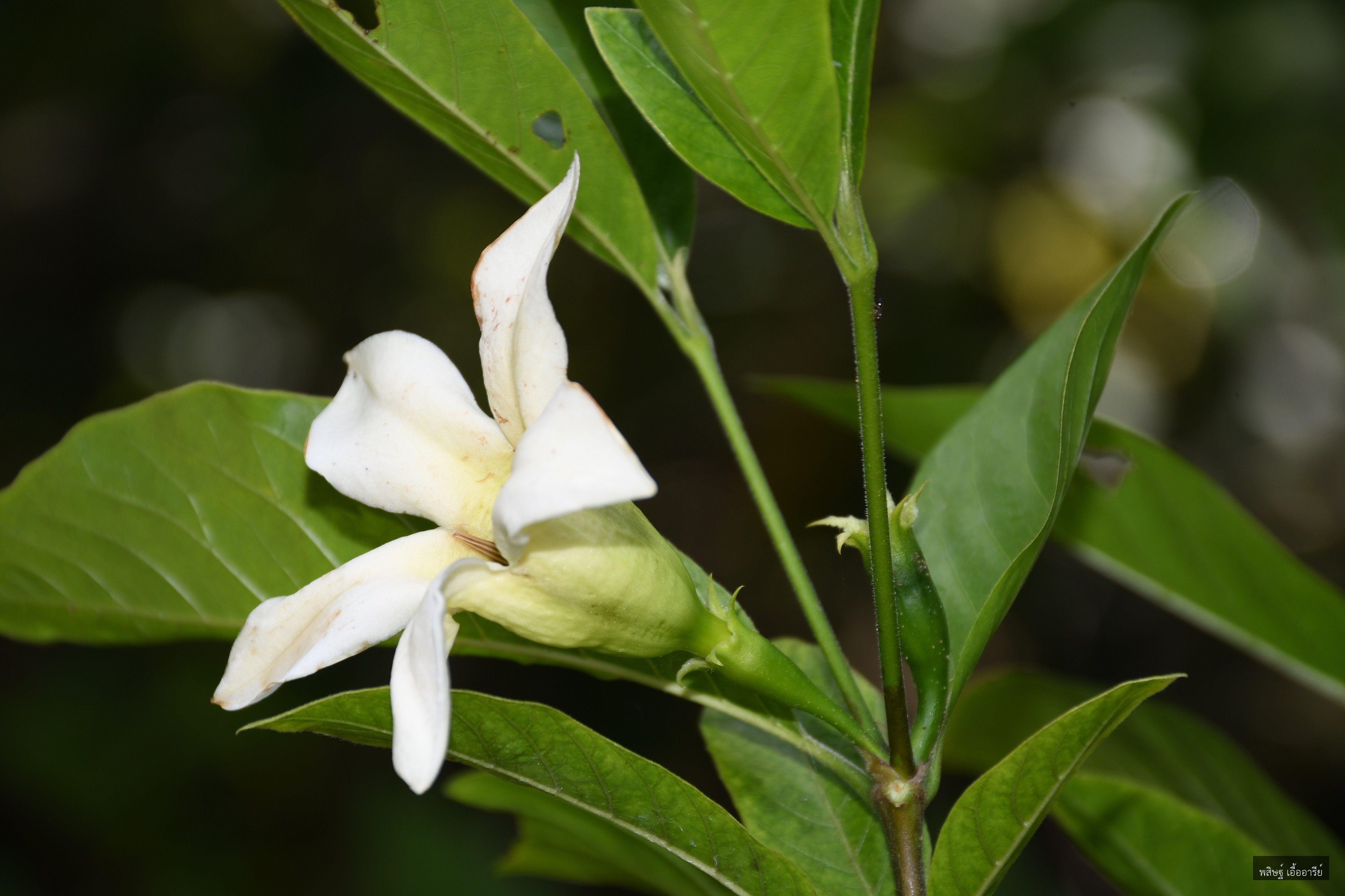 Kailarsenia campanula