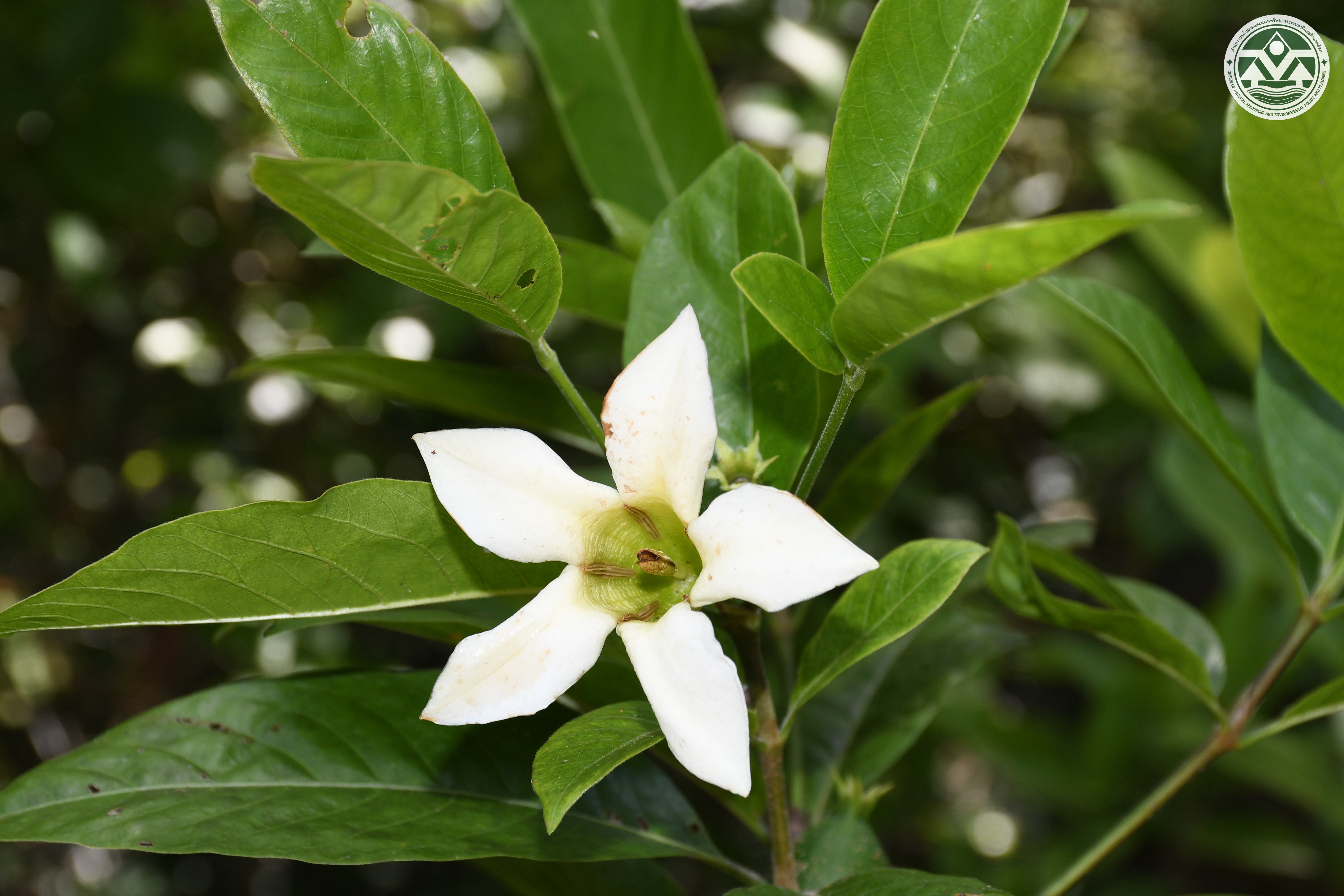 Kailarsenia campanula