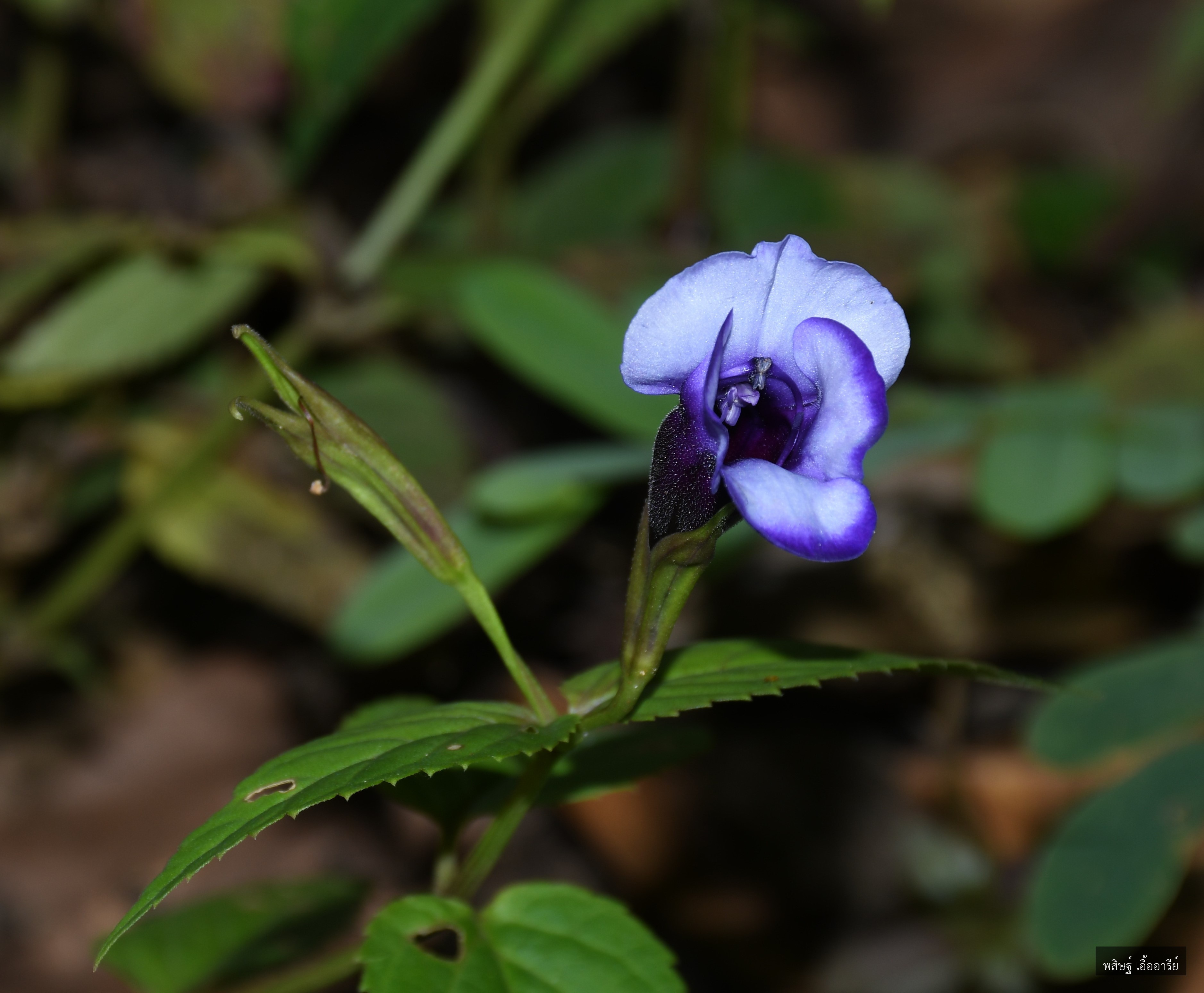 Torenia ranongensis