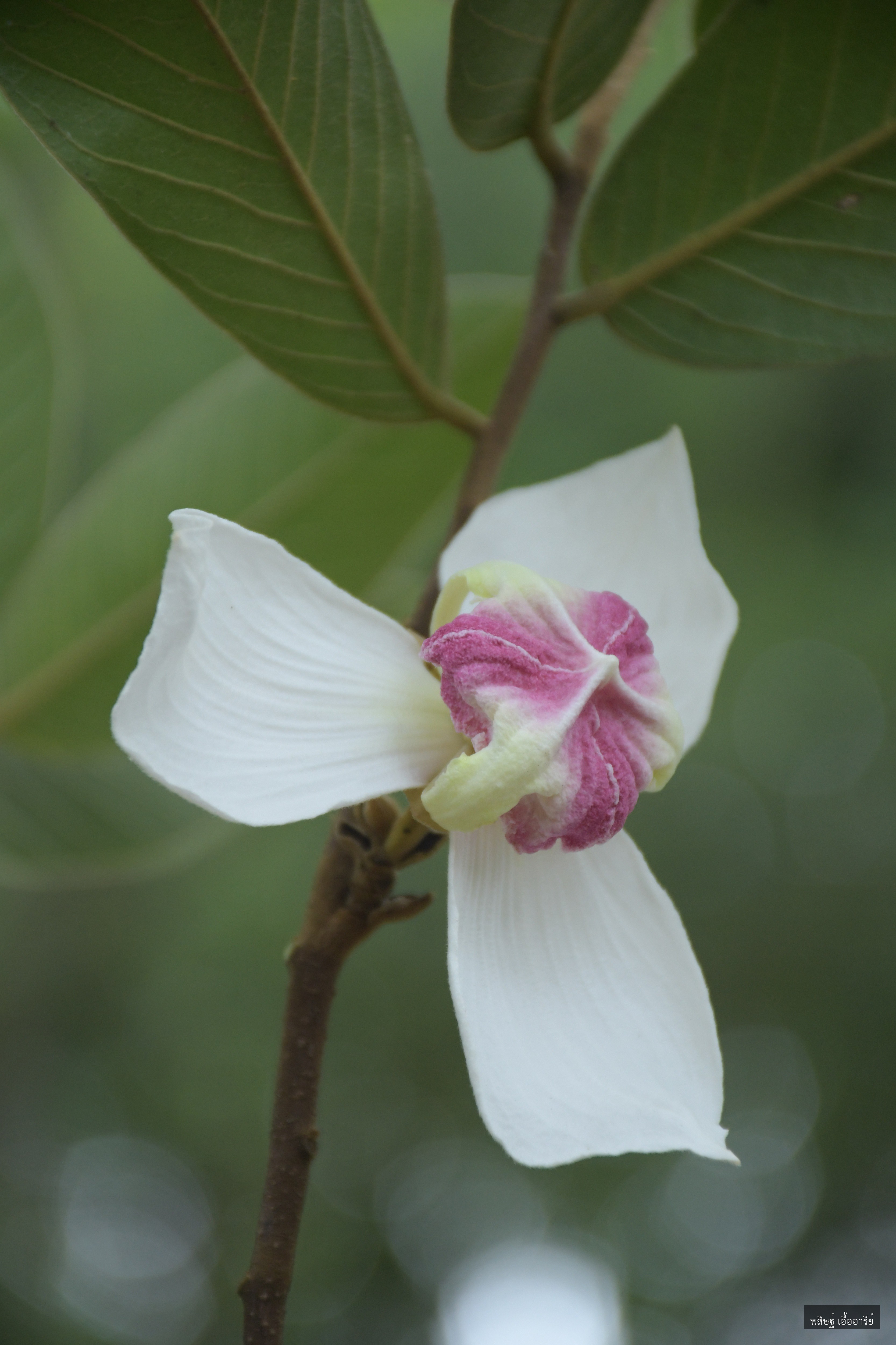 Mitrephora winitii
