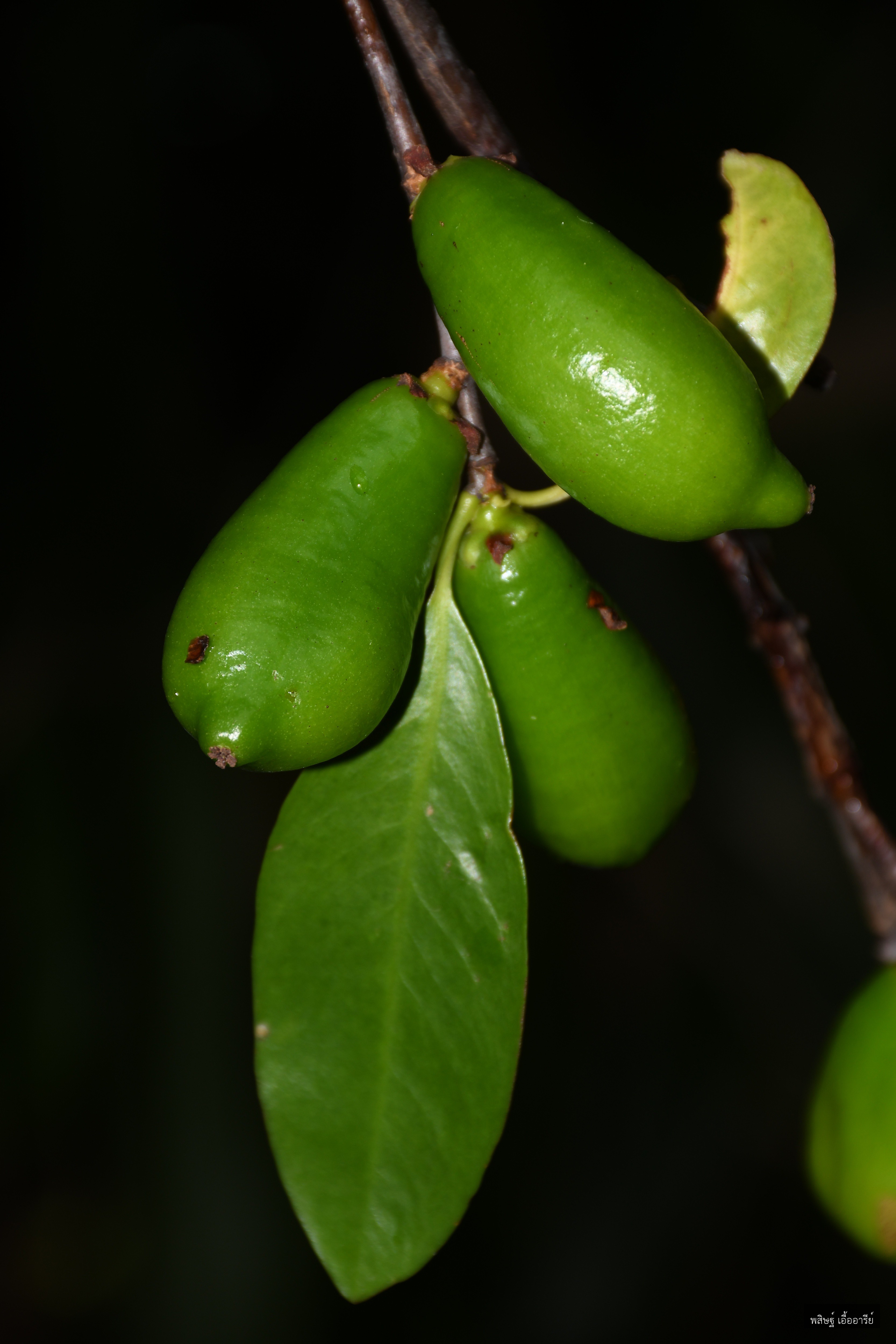 Garcinia schomburgkiana