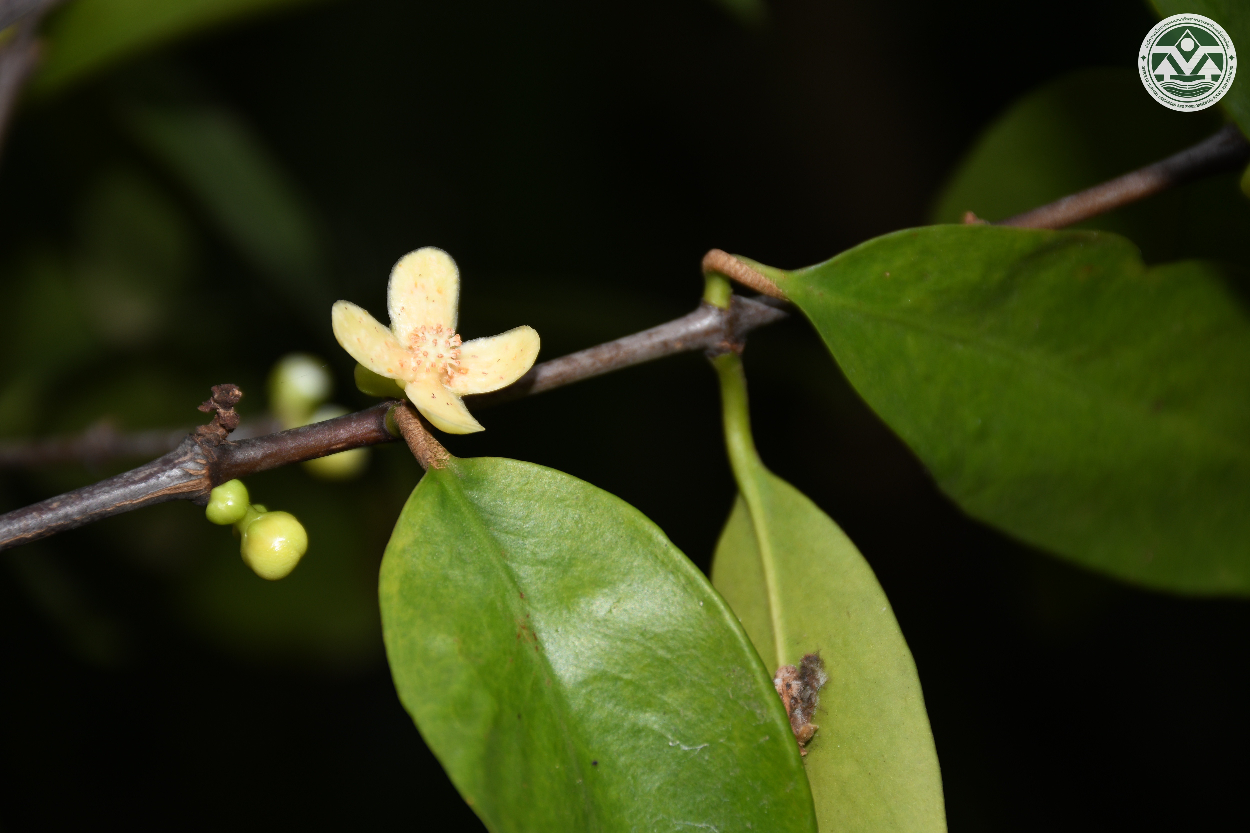 Garcinia schomburgkiana