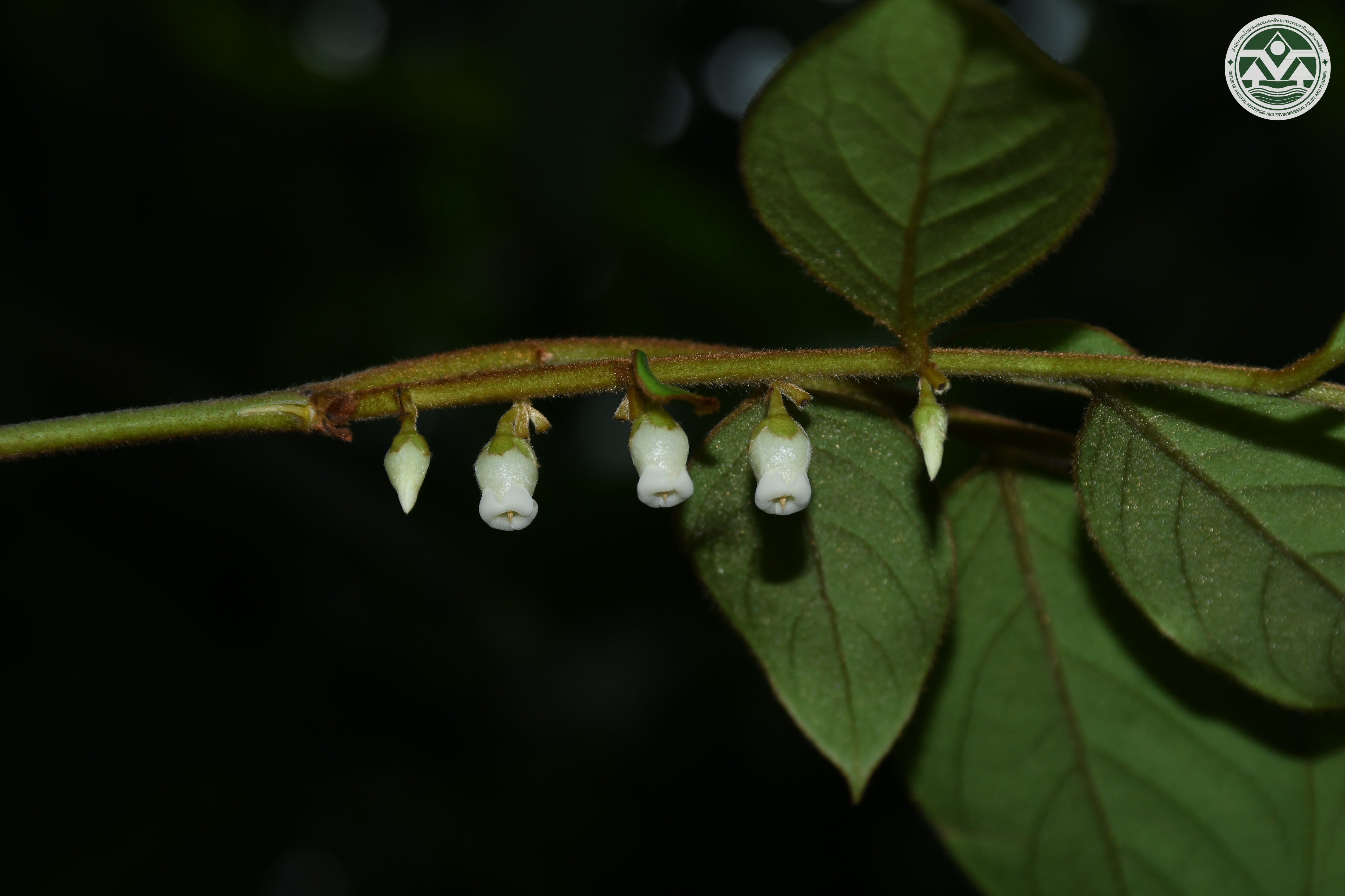 Diospyros winitii