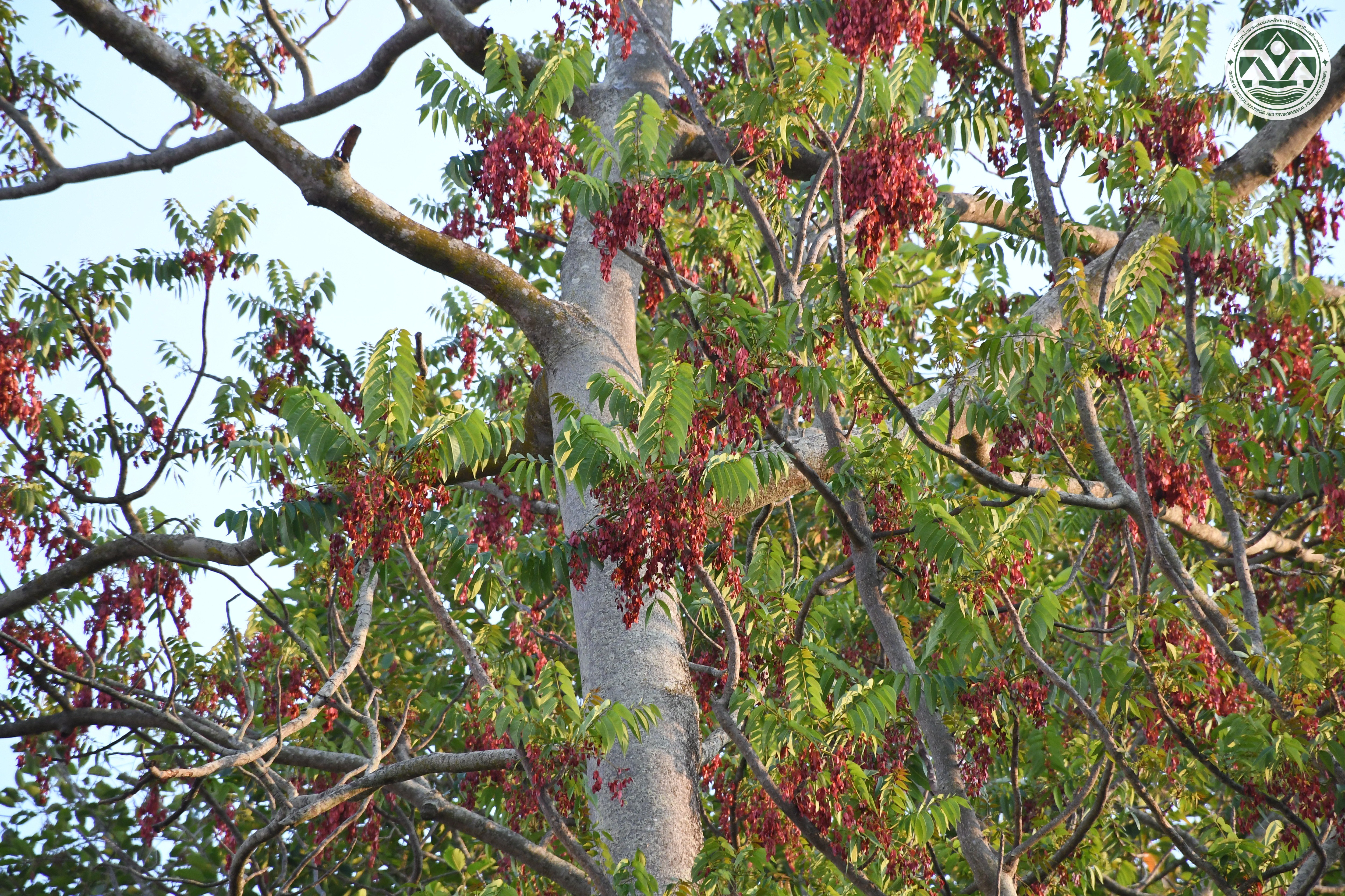 Ailanthus triphysa