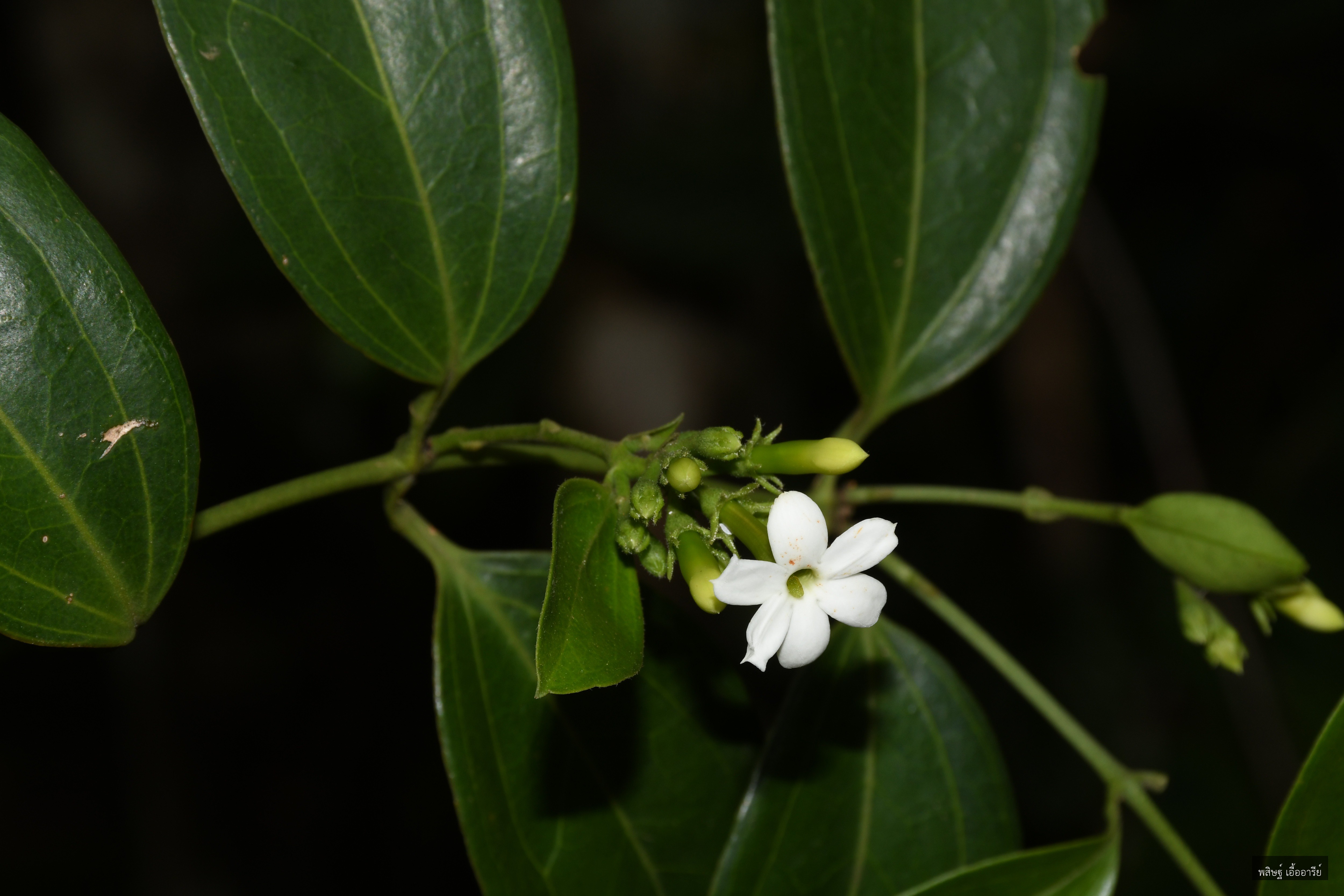 Jasminum decipiens