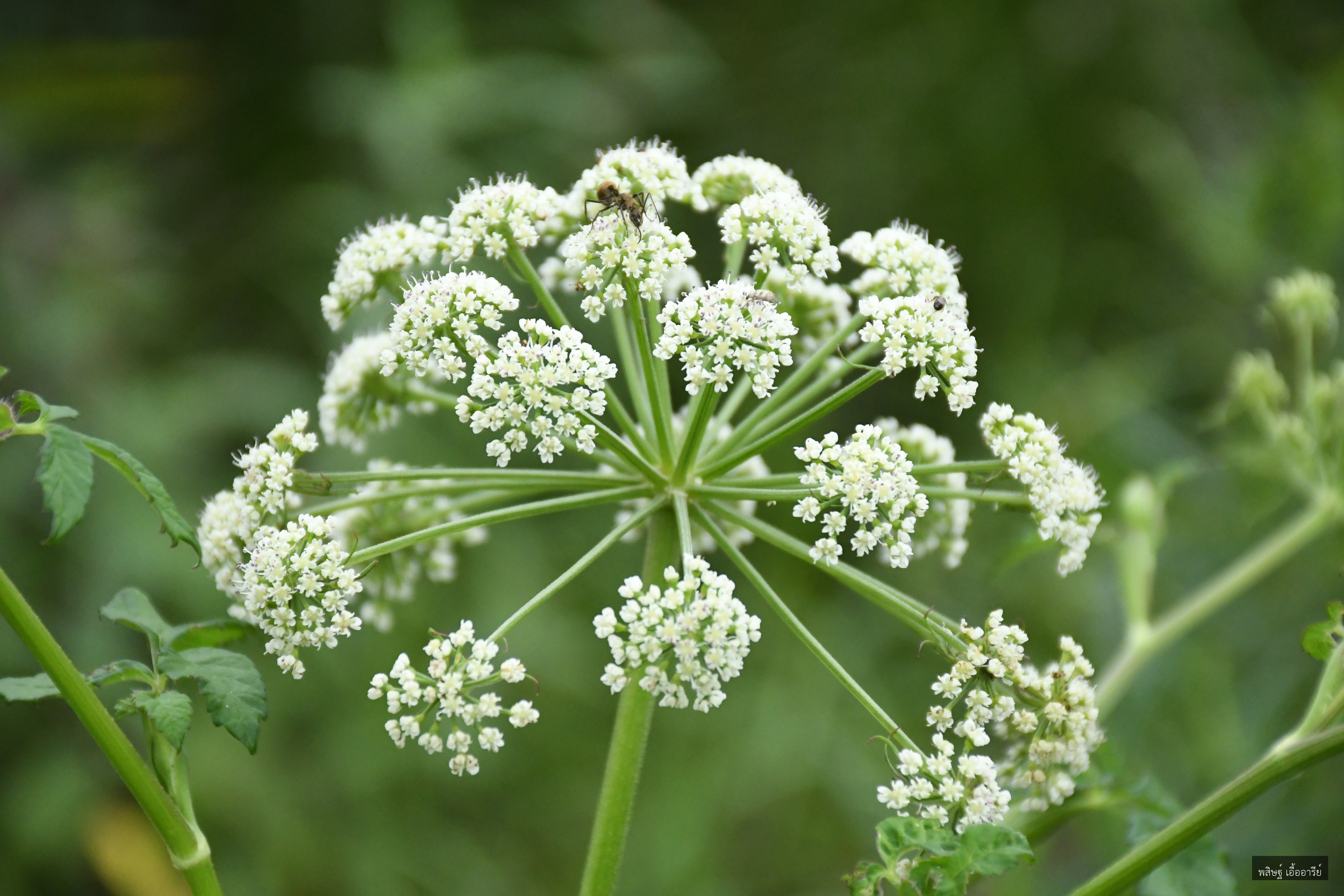 Tetrataenium birmanicum