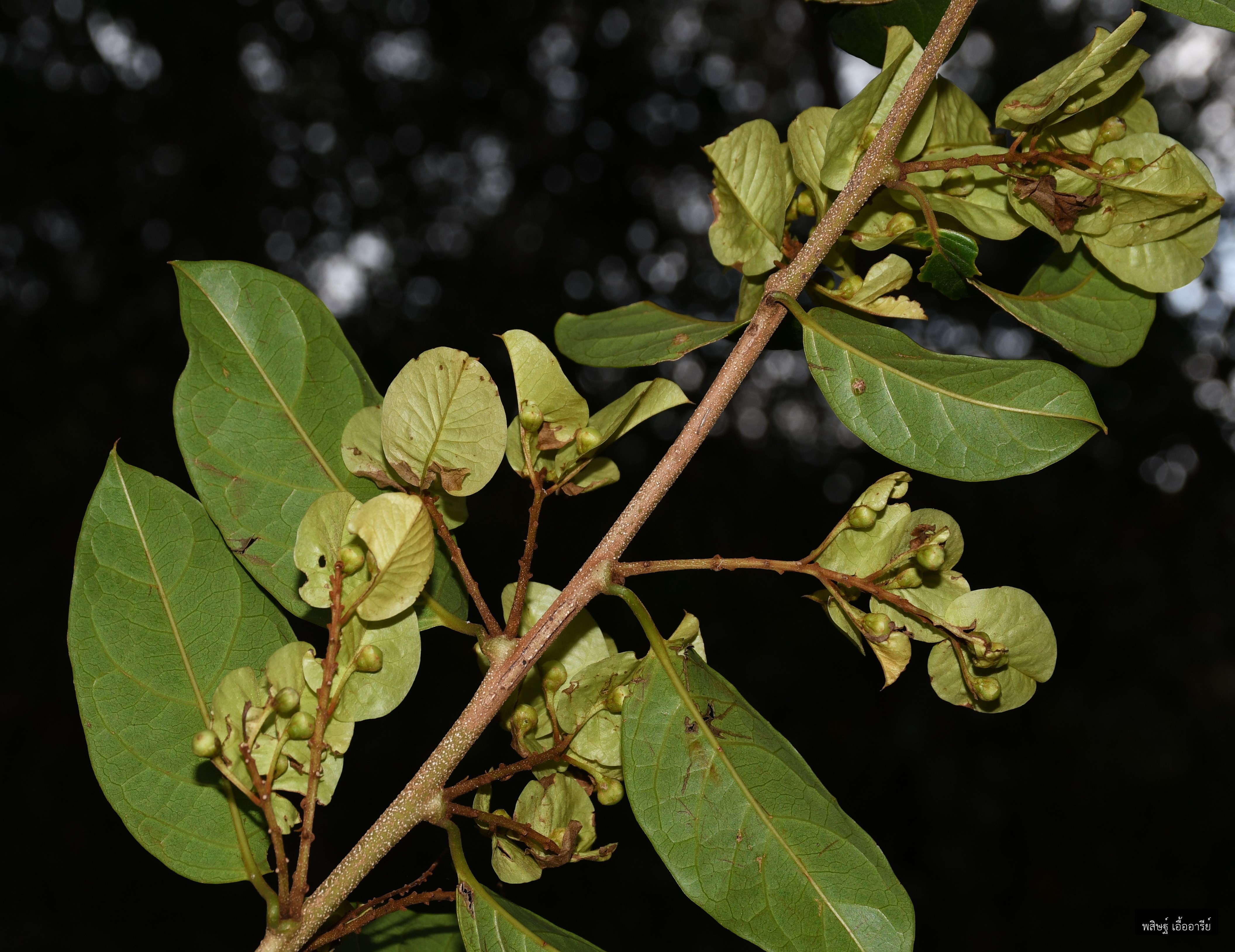 Neuropeltis racemosa