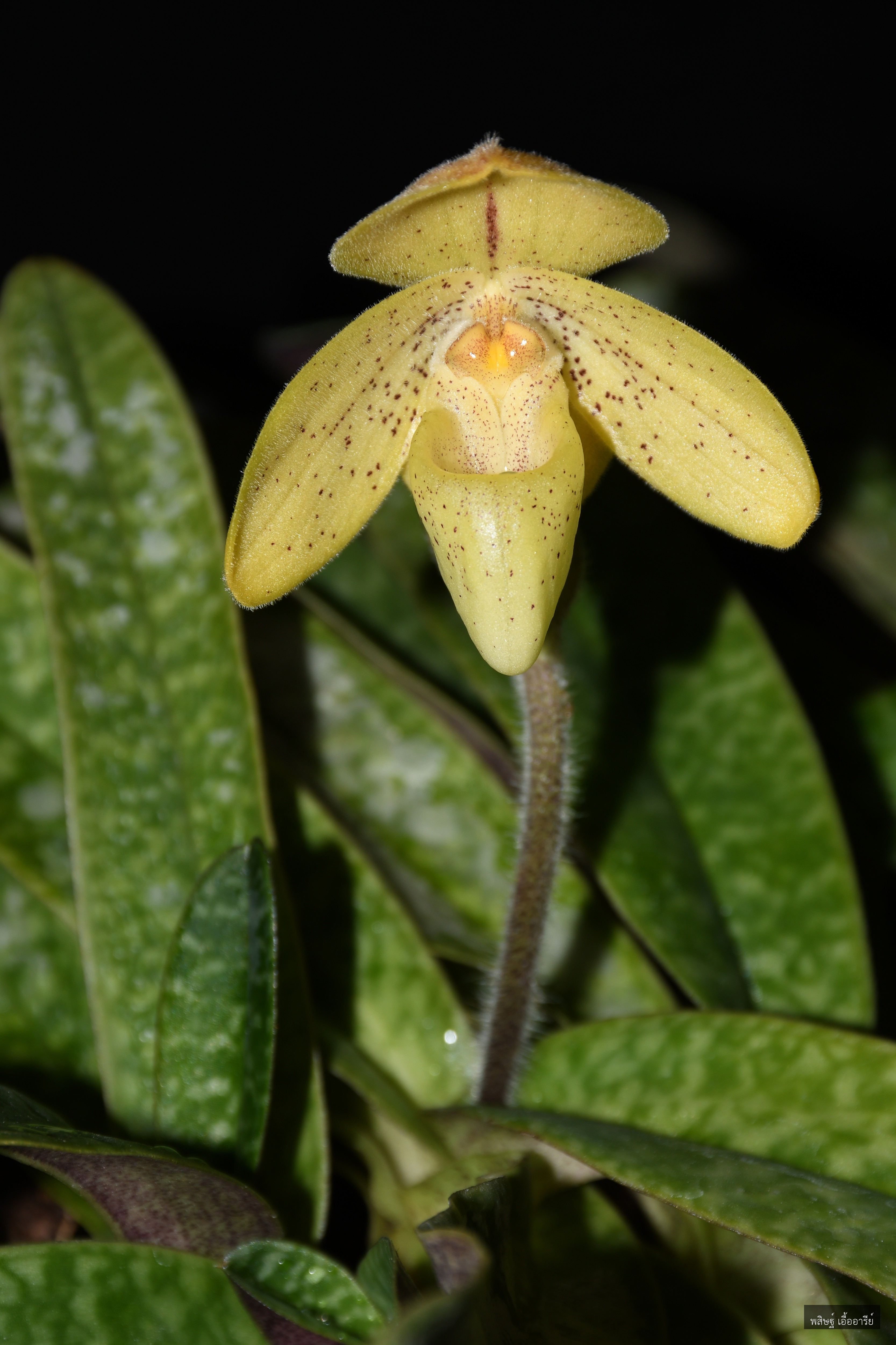Paphiopedilum concolor