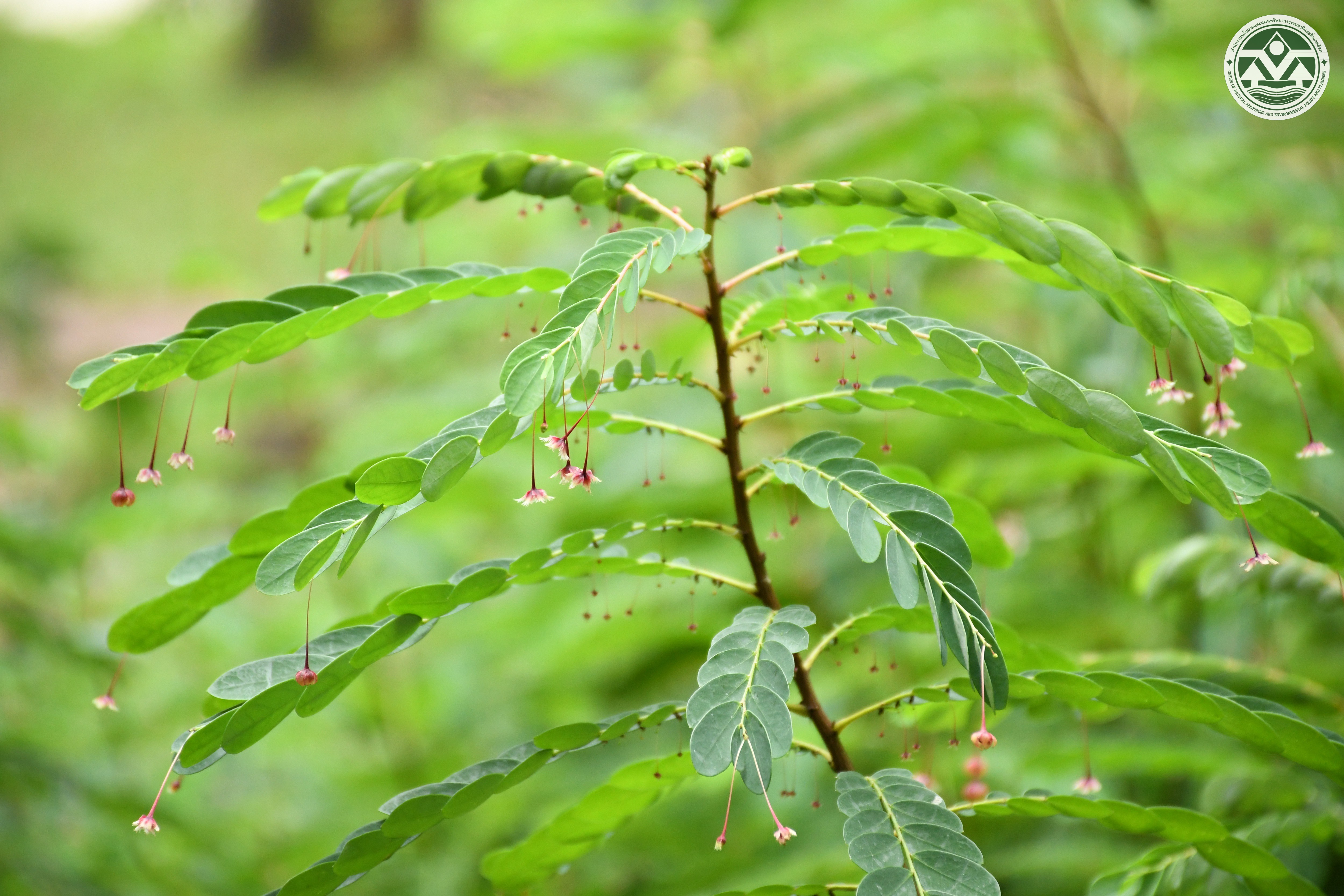 Phyllanthus pulcher