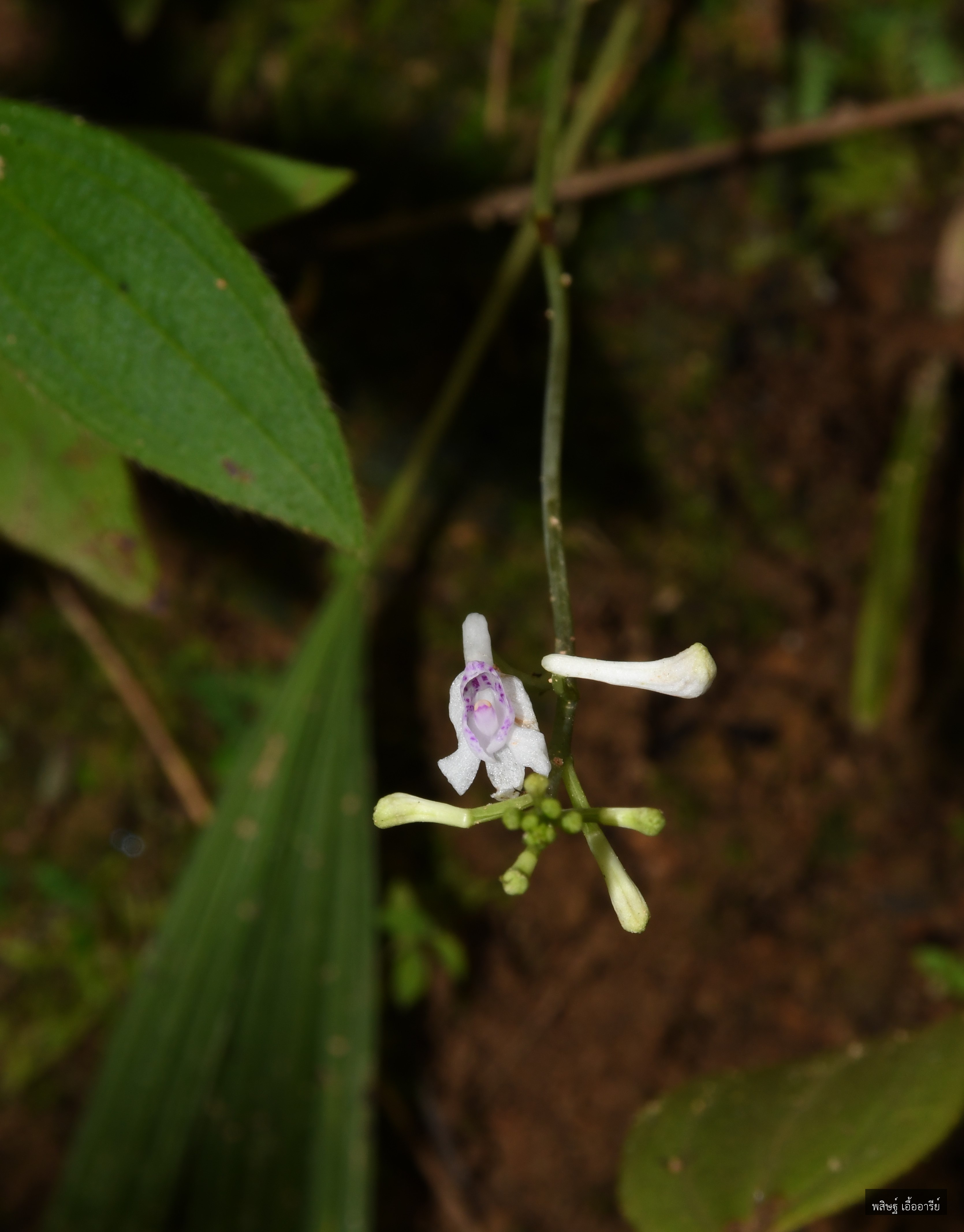 Anthogonium gracile