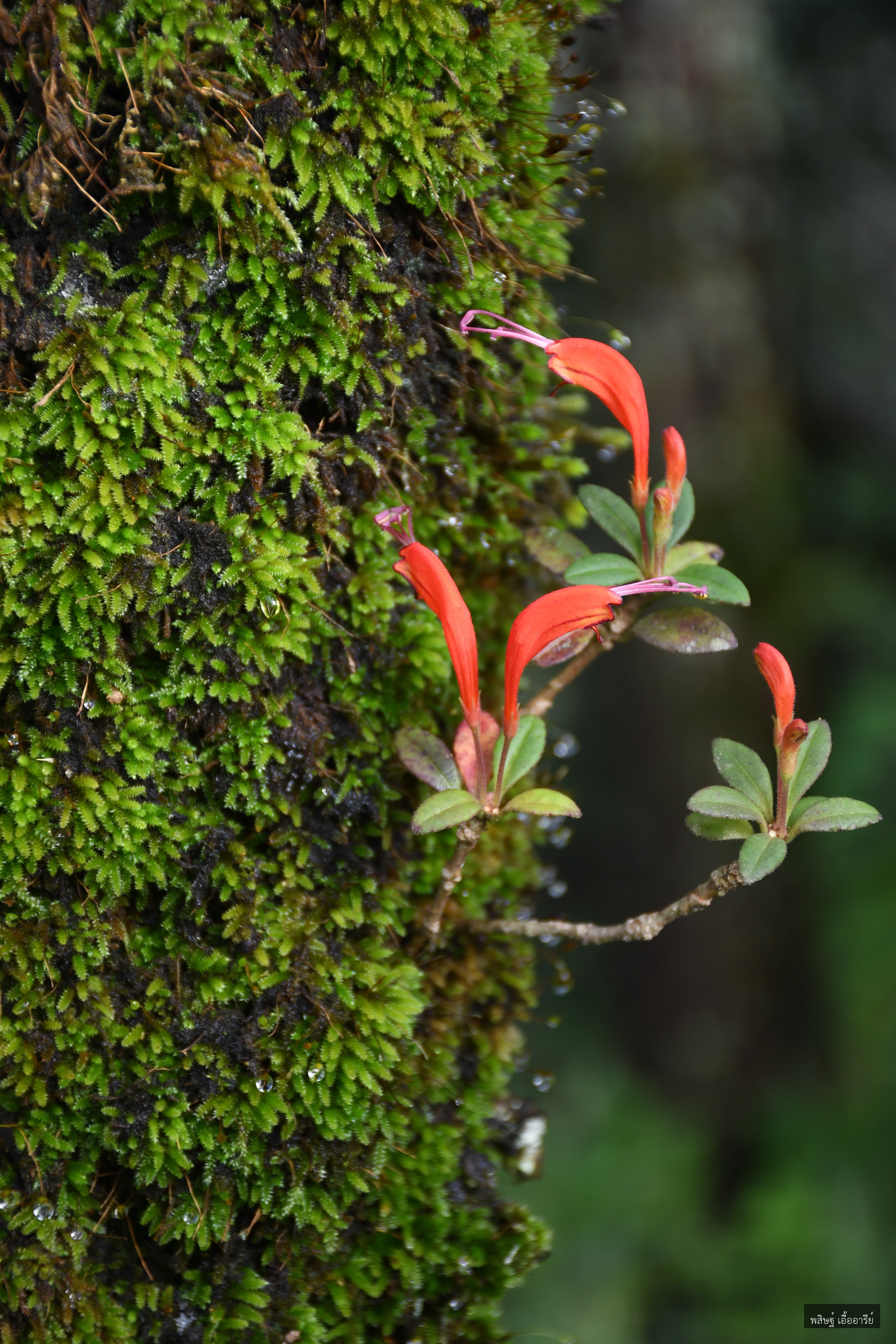Aeschynanthus andersonii