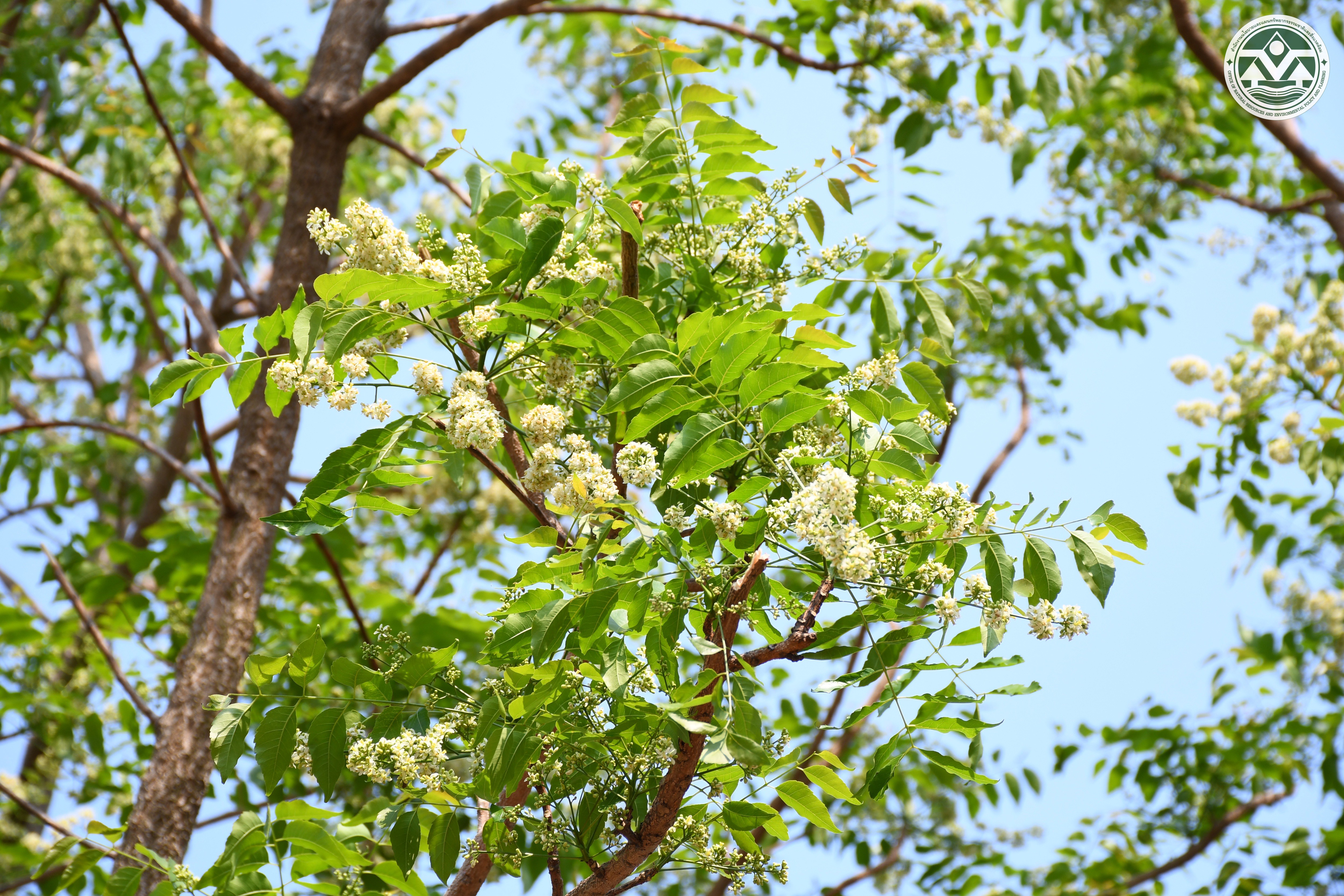 Azadirachta indica