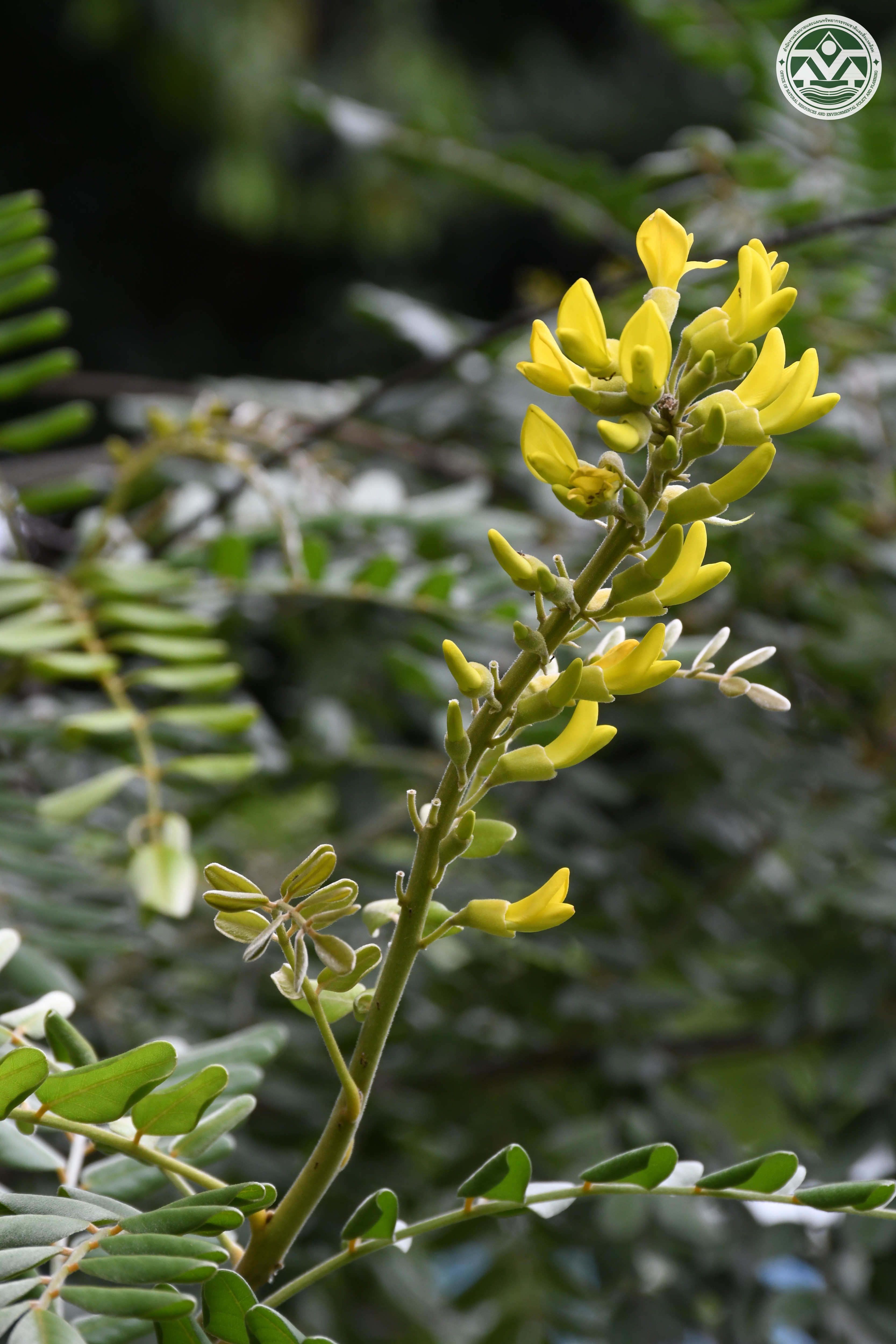 Sophora tomentosa