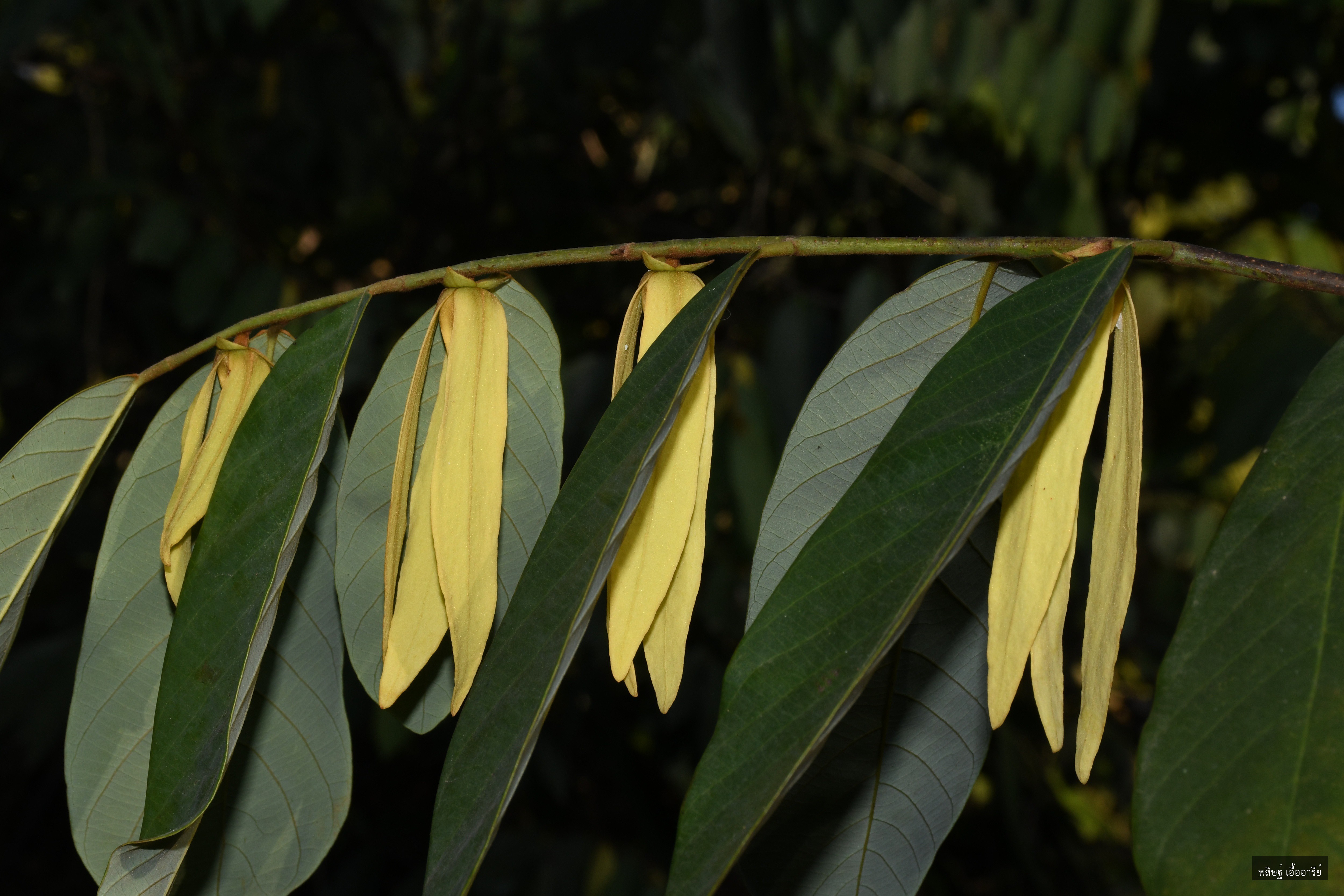Friesodielsia longipetala