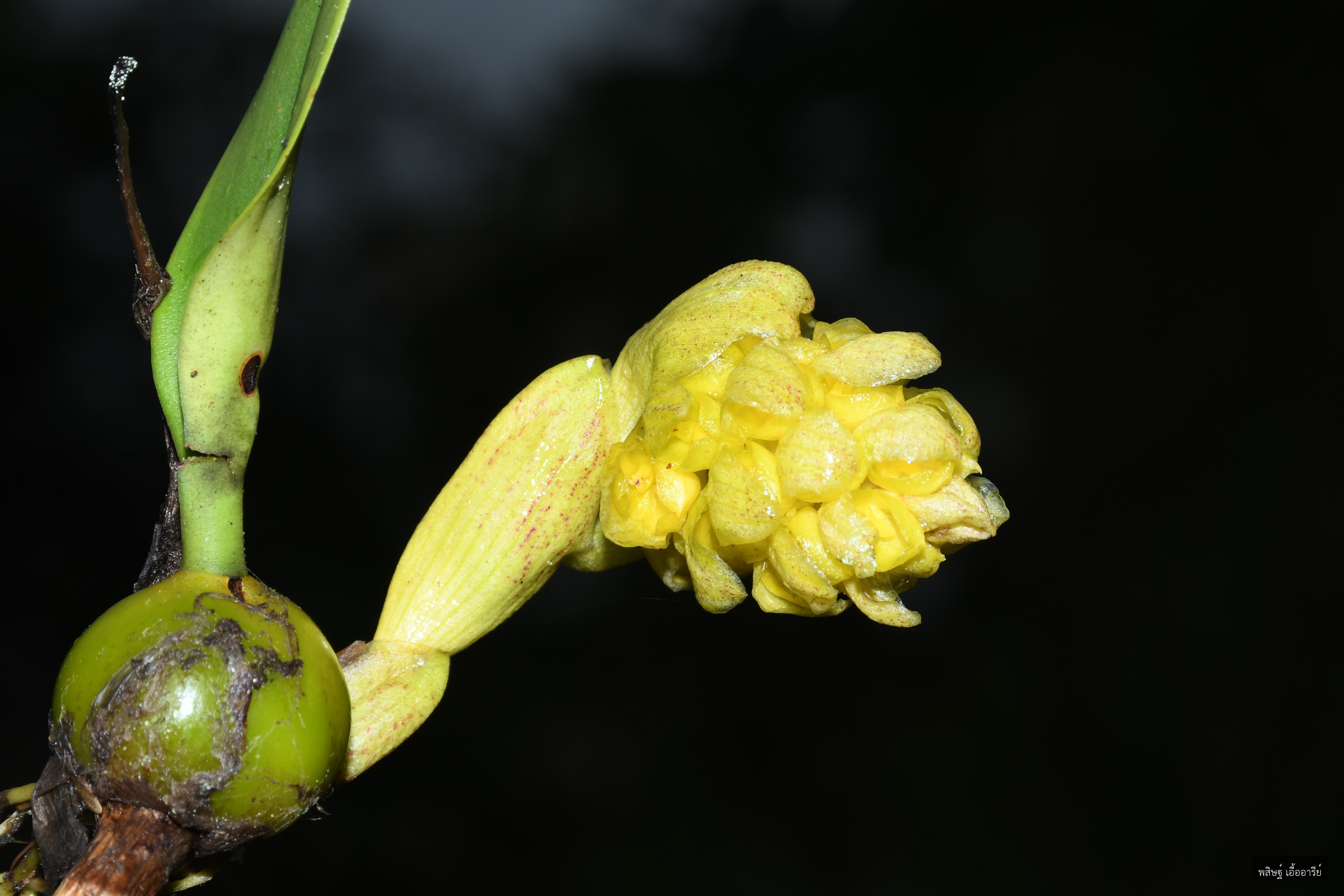 Bulbophyllum bittnerianum