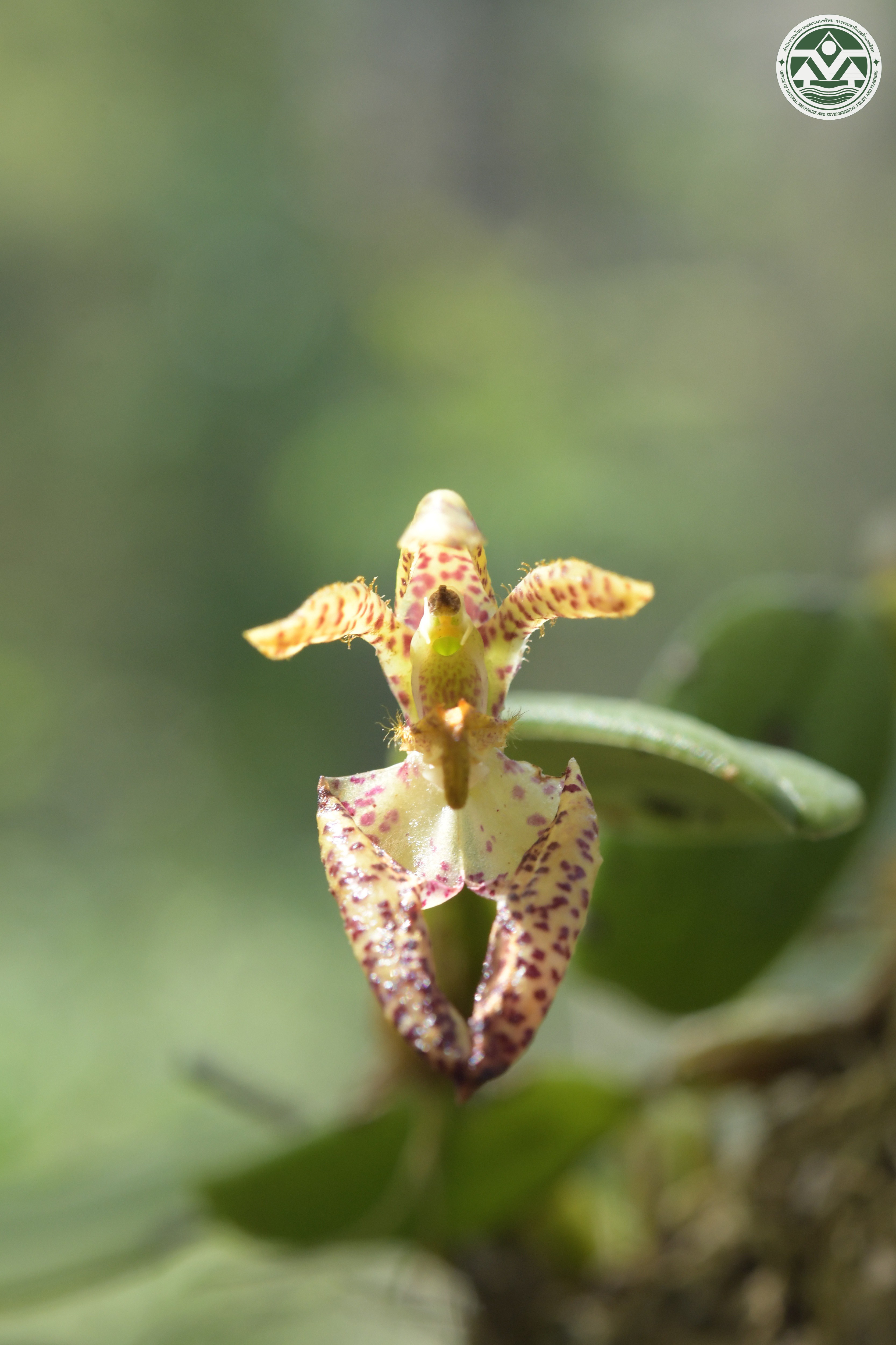Bulbophyllum lasiochilum