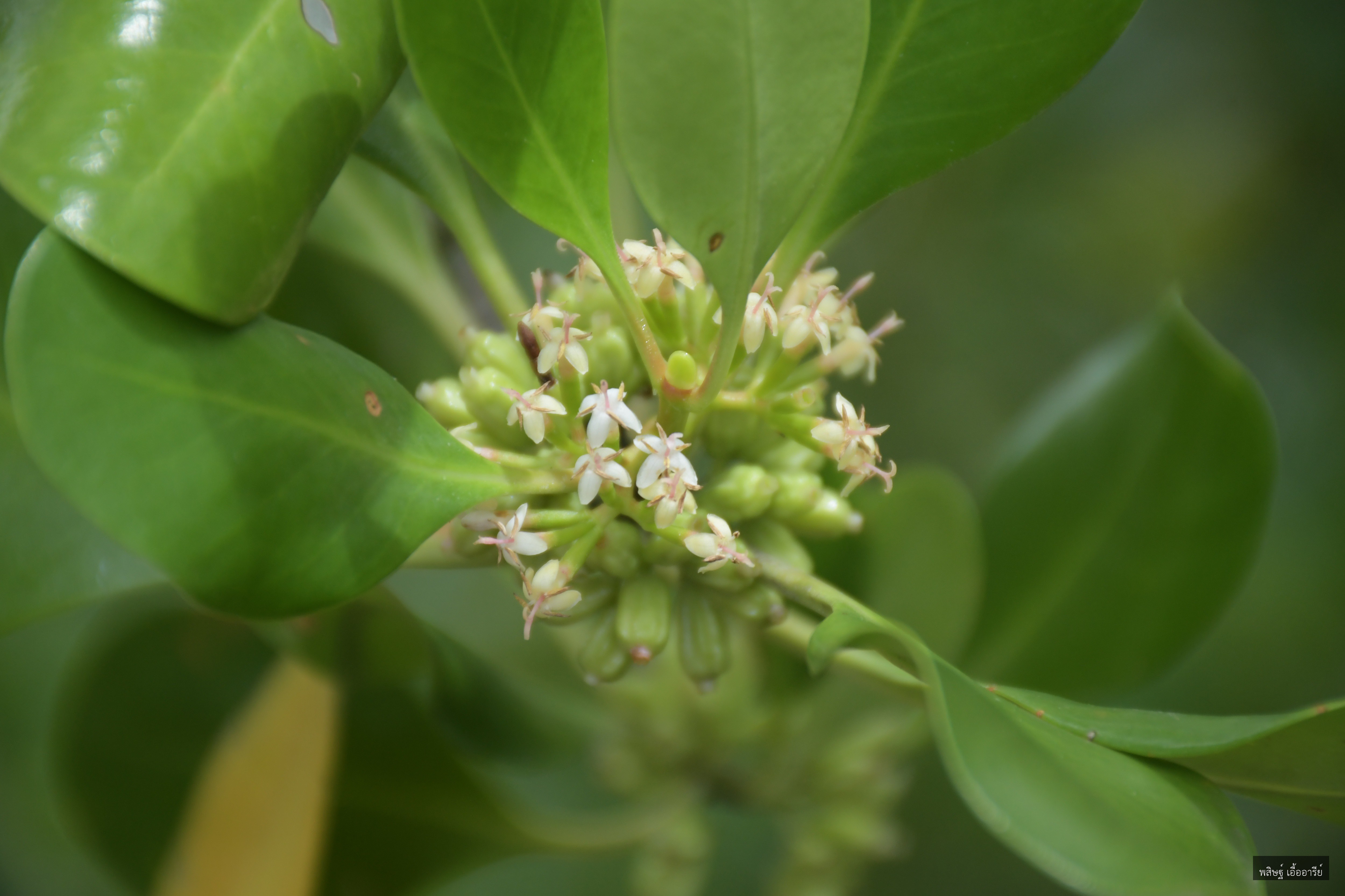Scyphiphora hydrophylacea