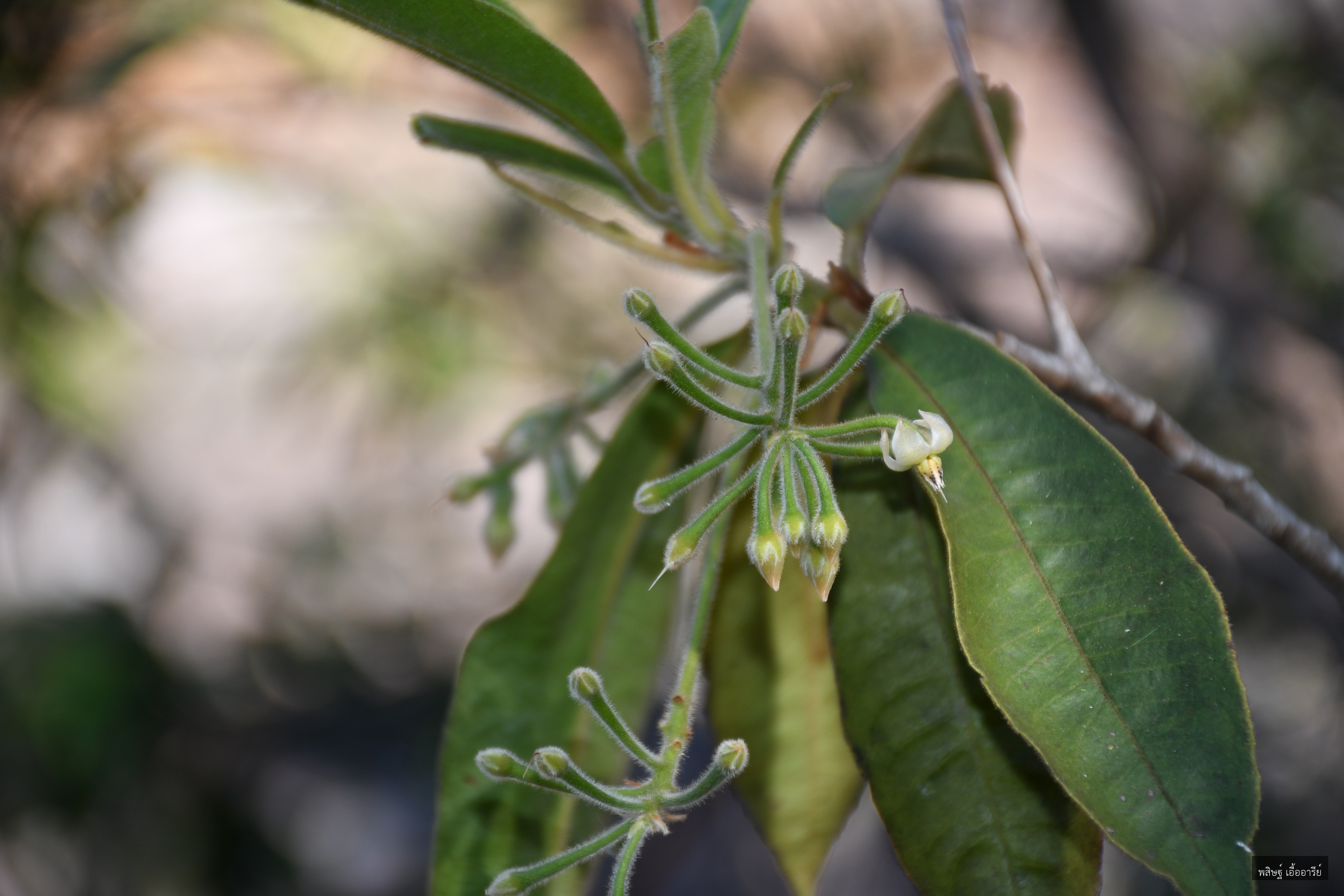 Ardisia helferiana