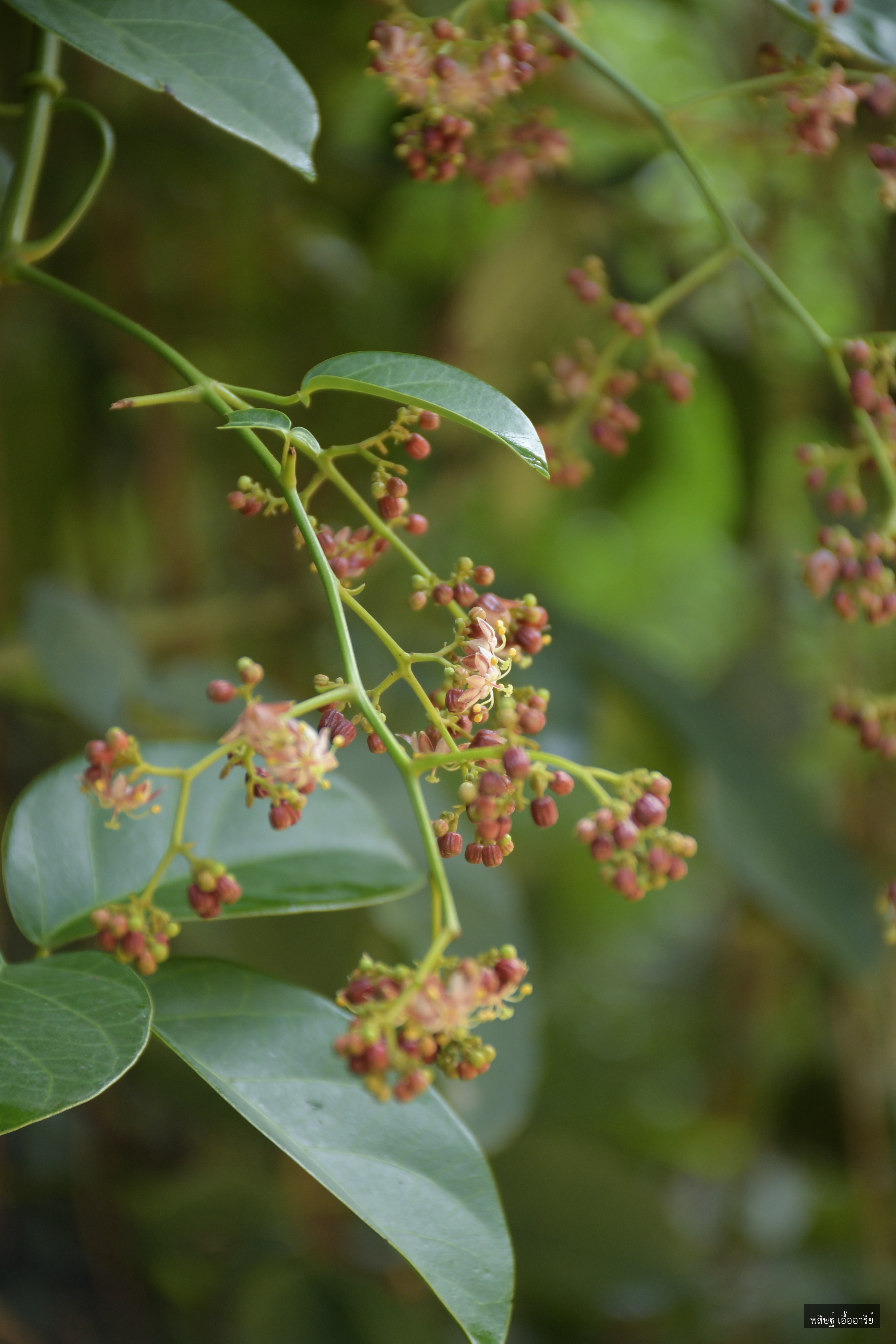 Illigera trifoliata