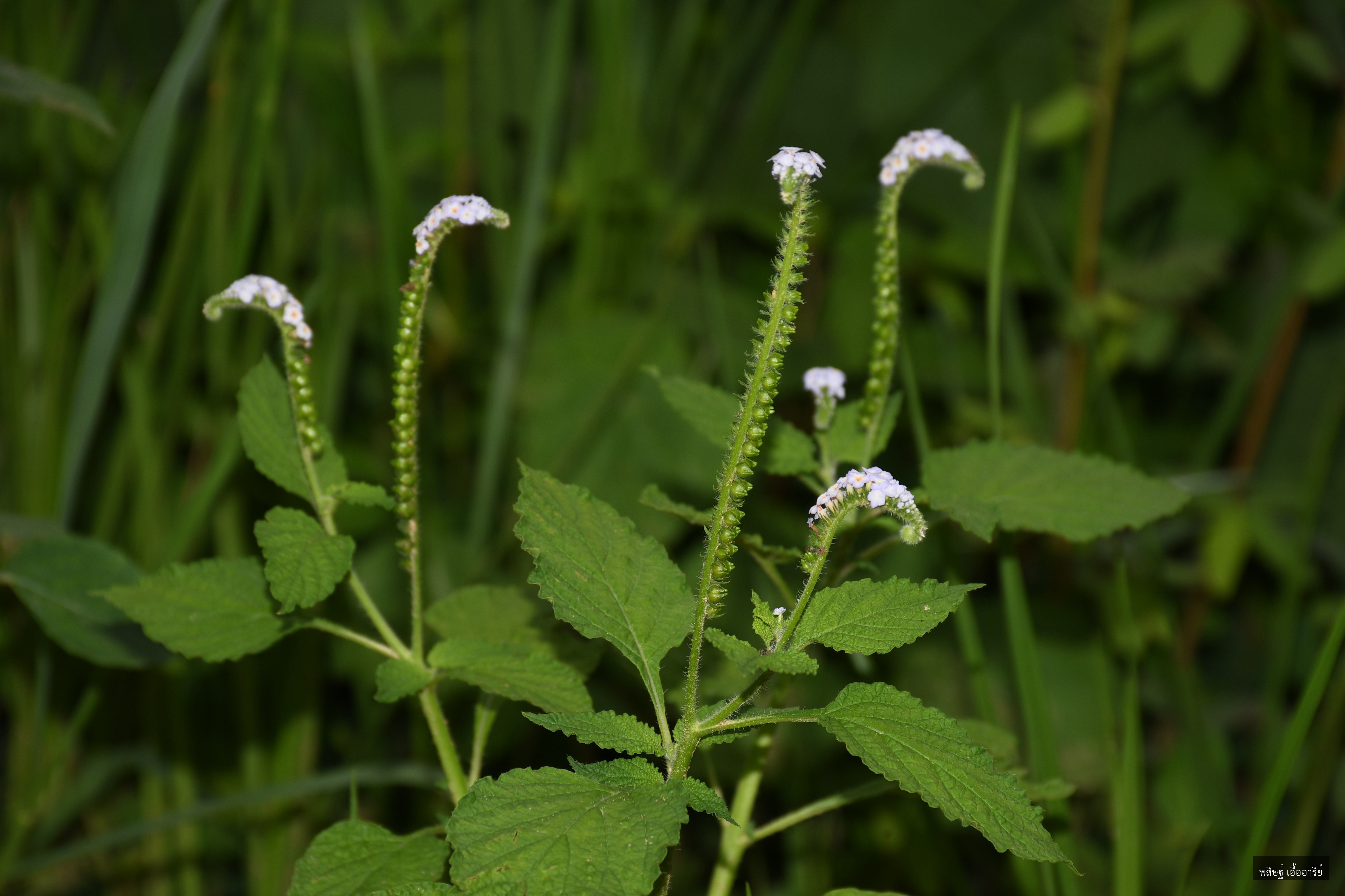 Heliotropium indicum