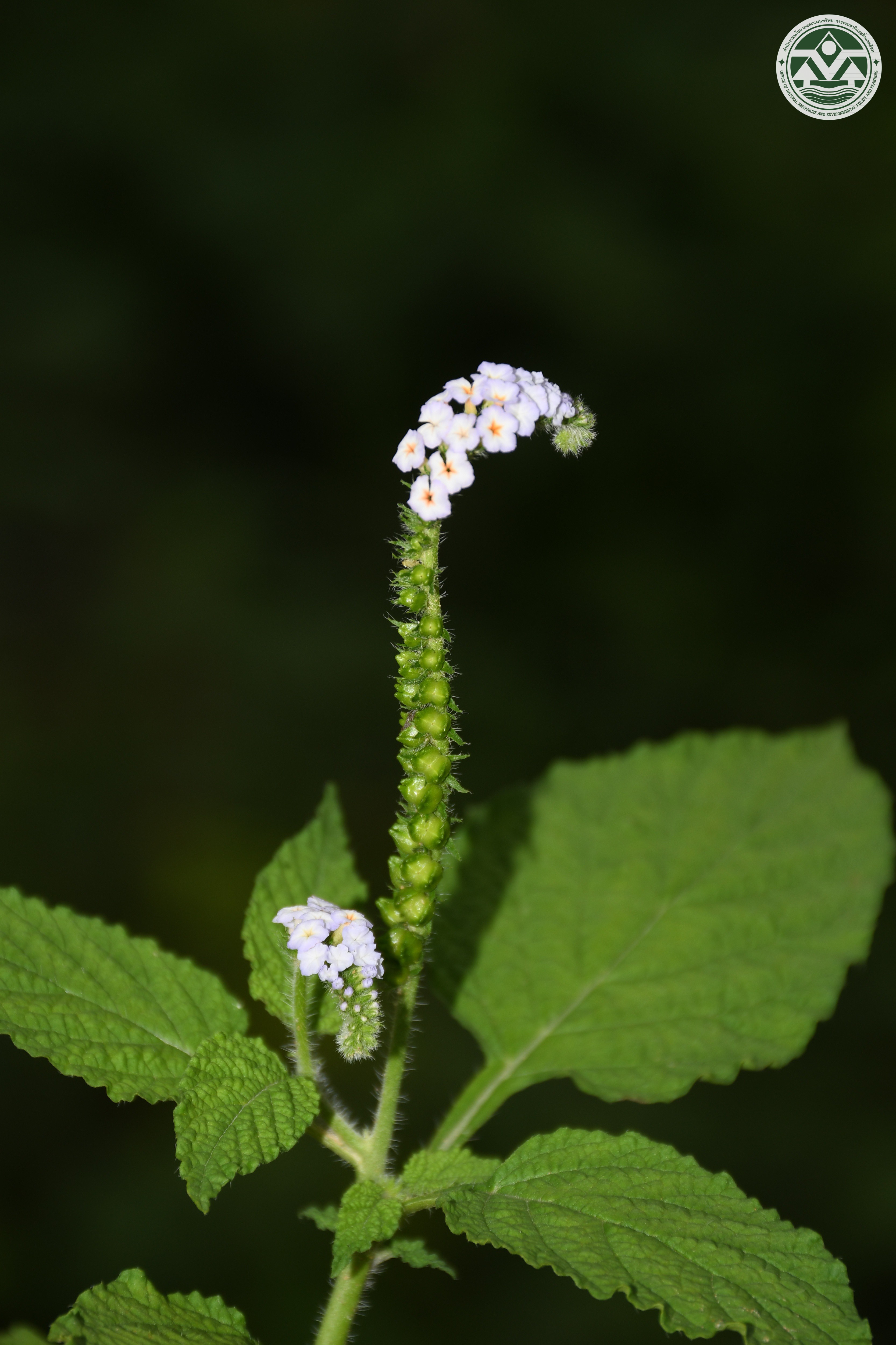 Heliotropium indicum
