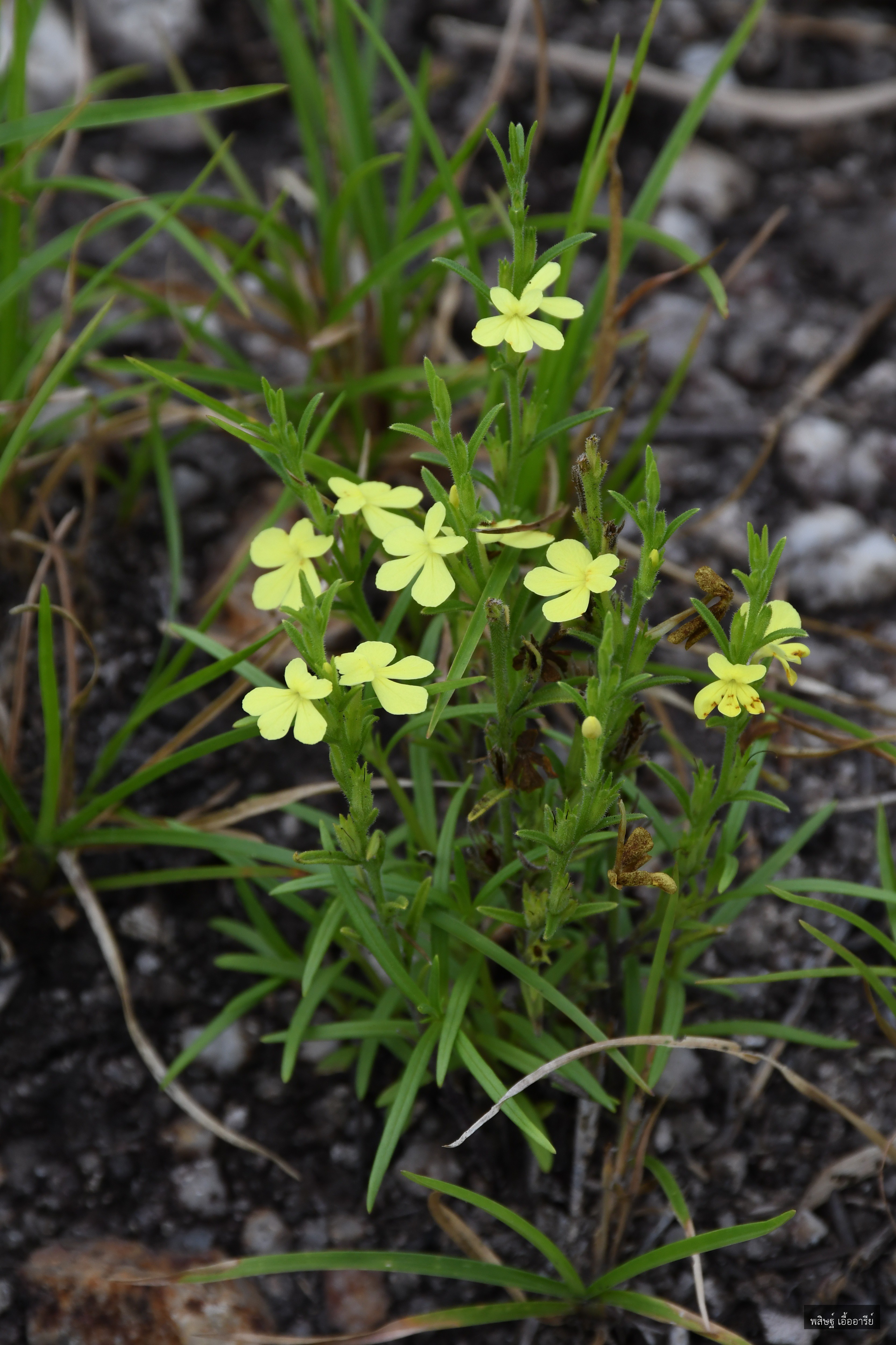 Striga asiatica
