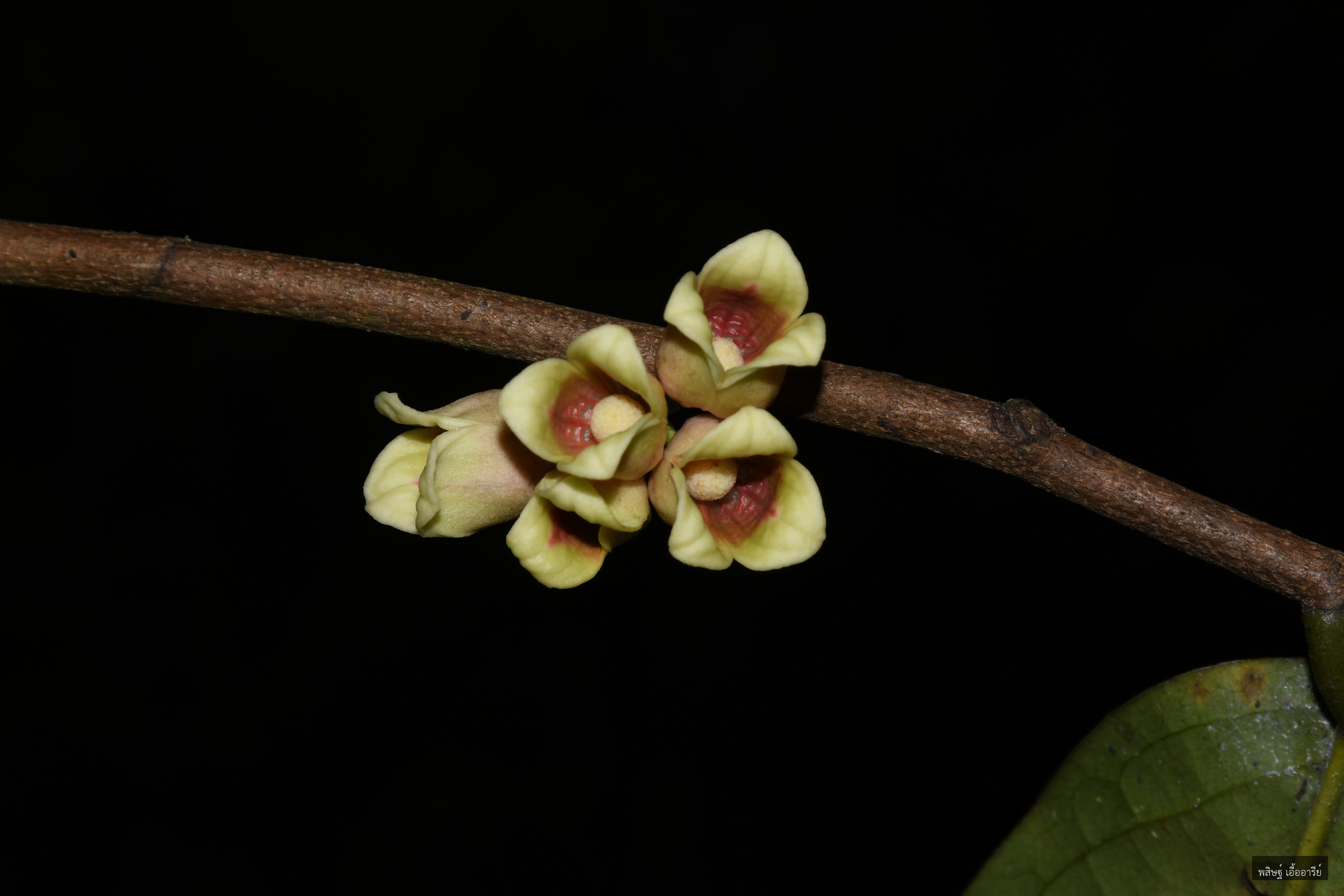 Miliusa thorelii