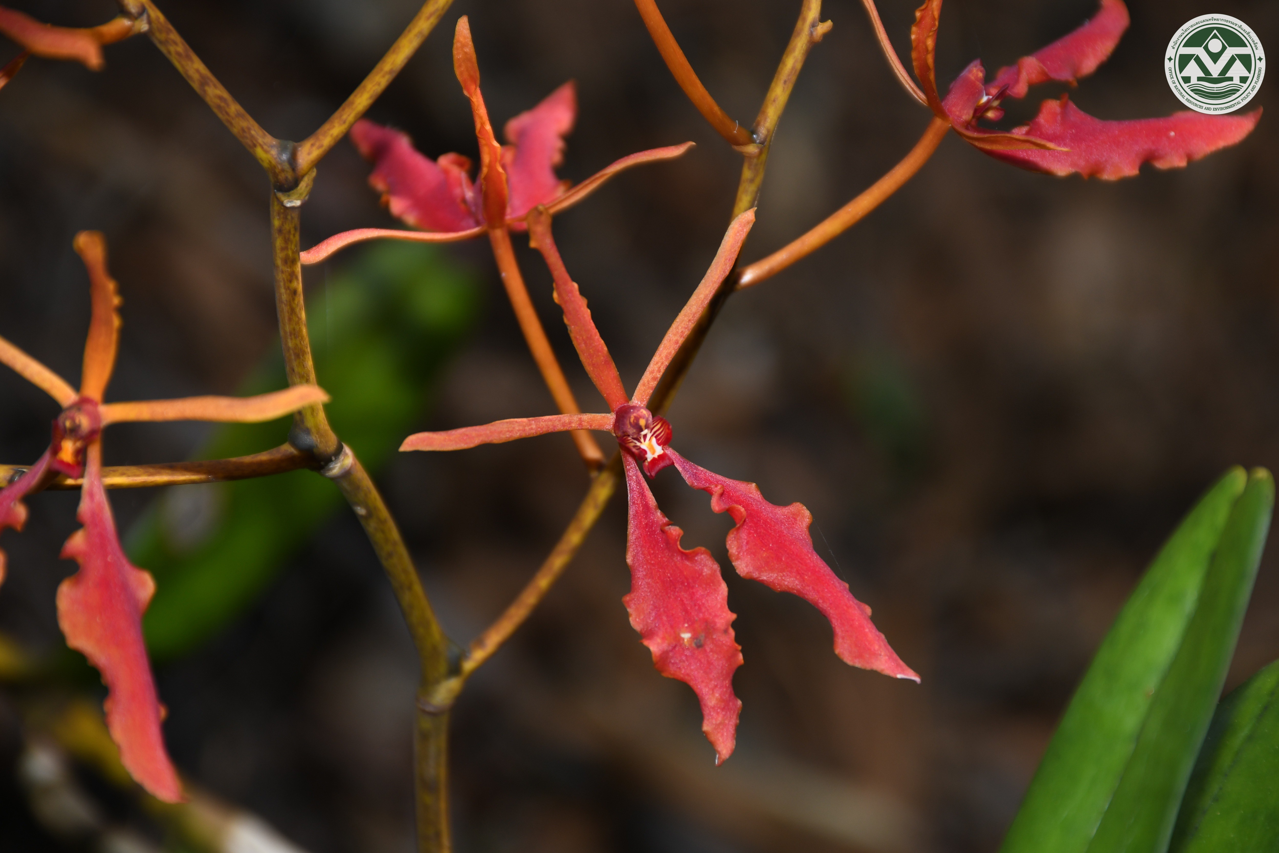 Renanthera coccinea