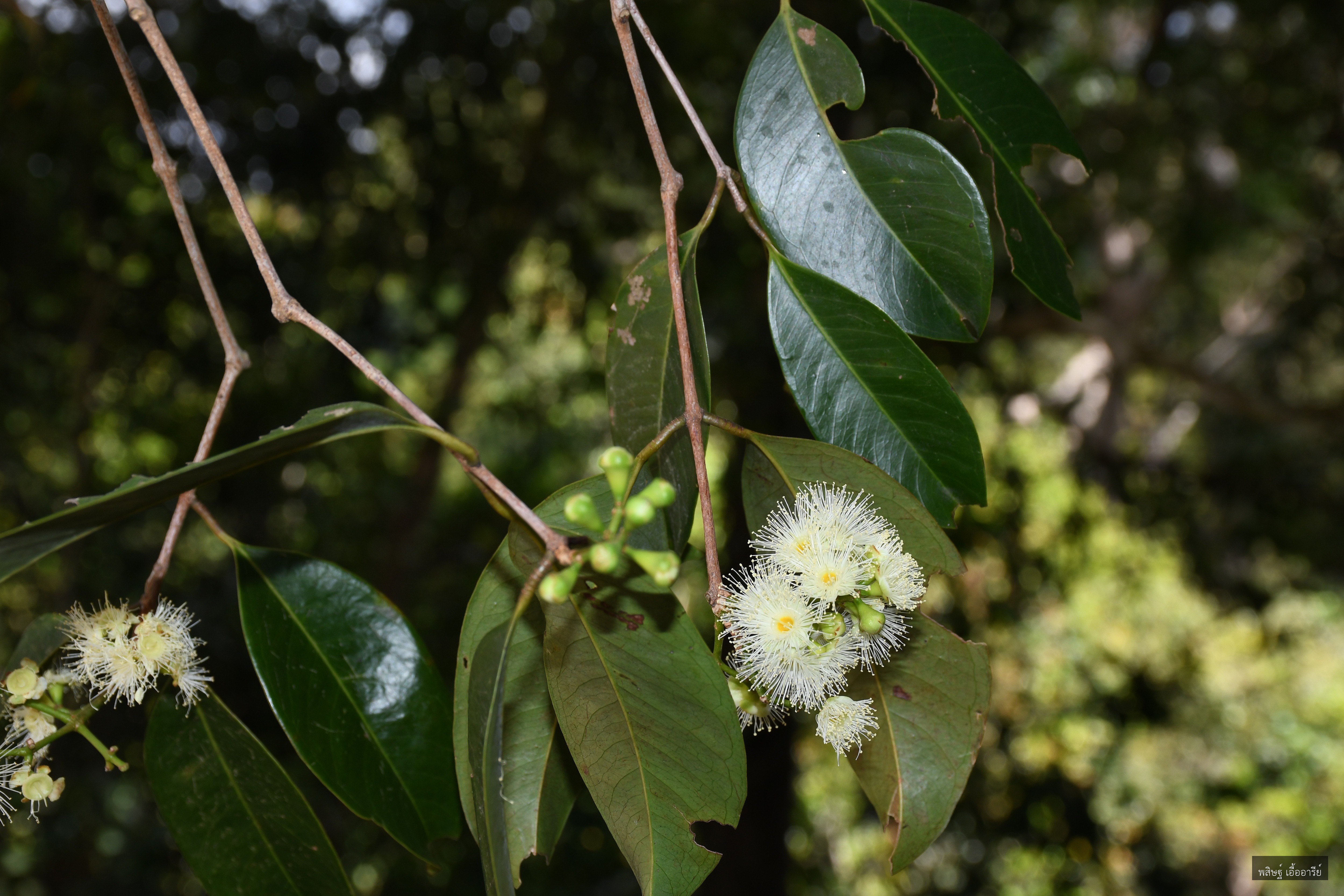 Syzygium leptostemon