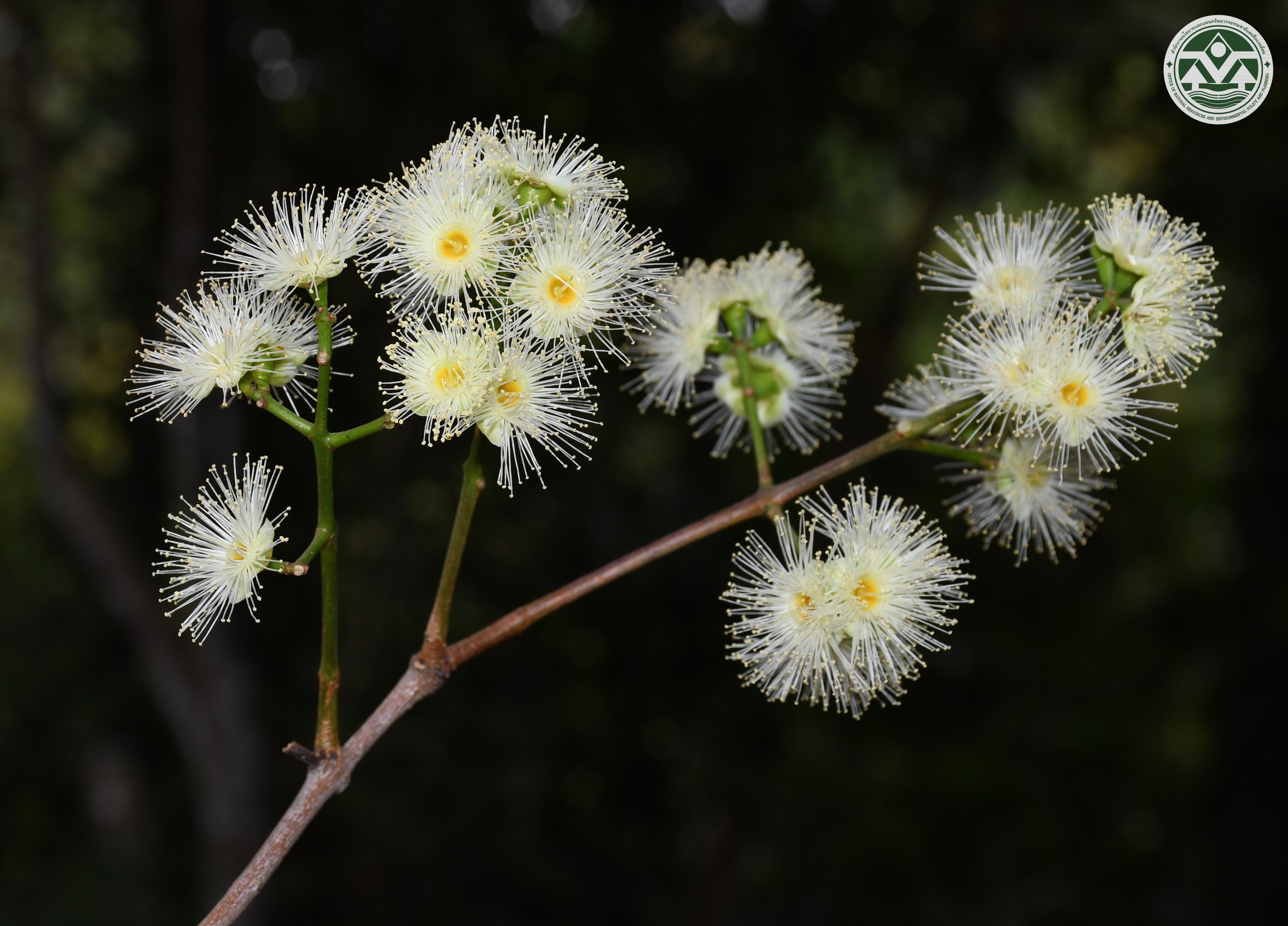 Syzygium leptostemon