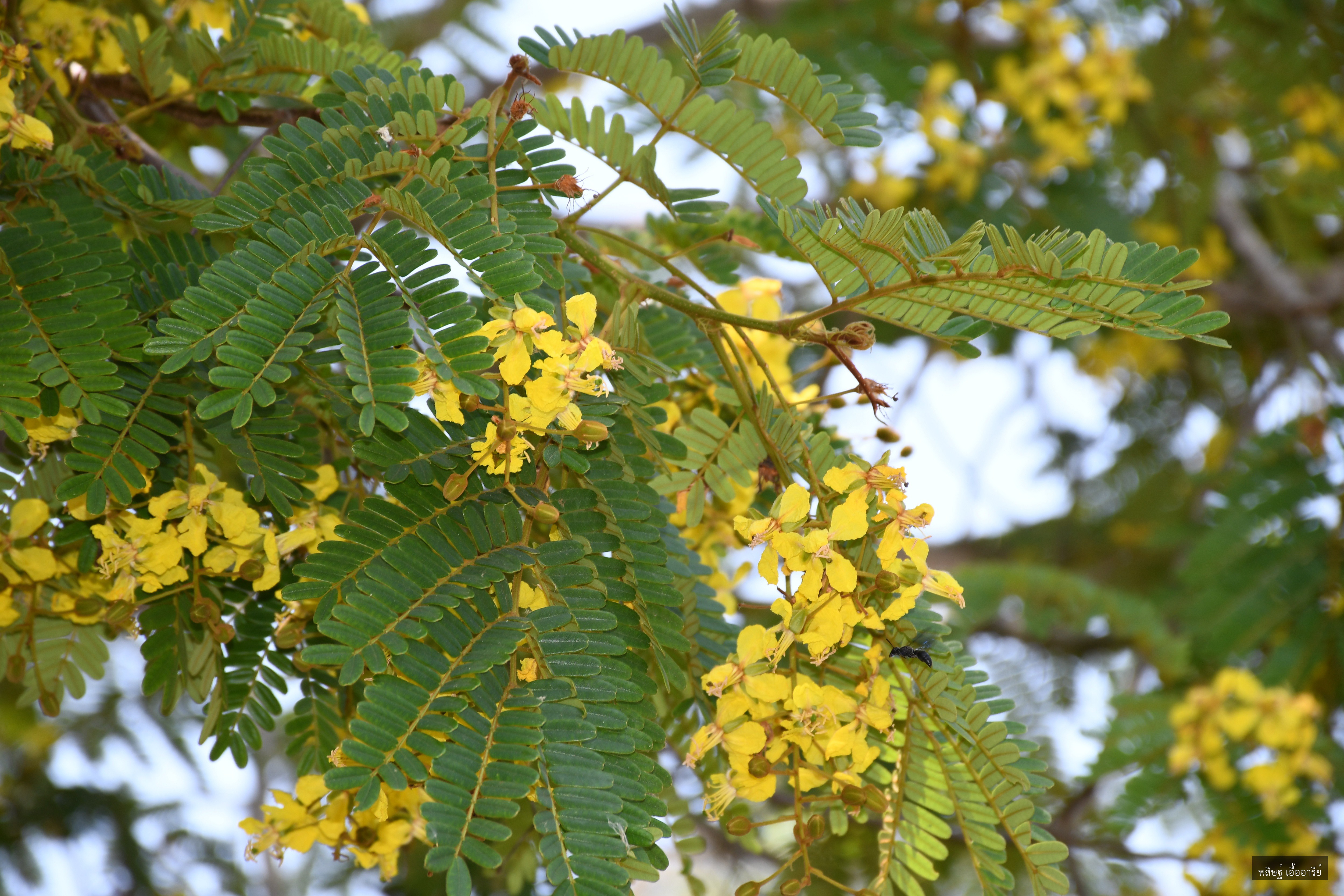 Peltophorum dasyrhachis