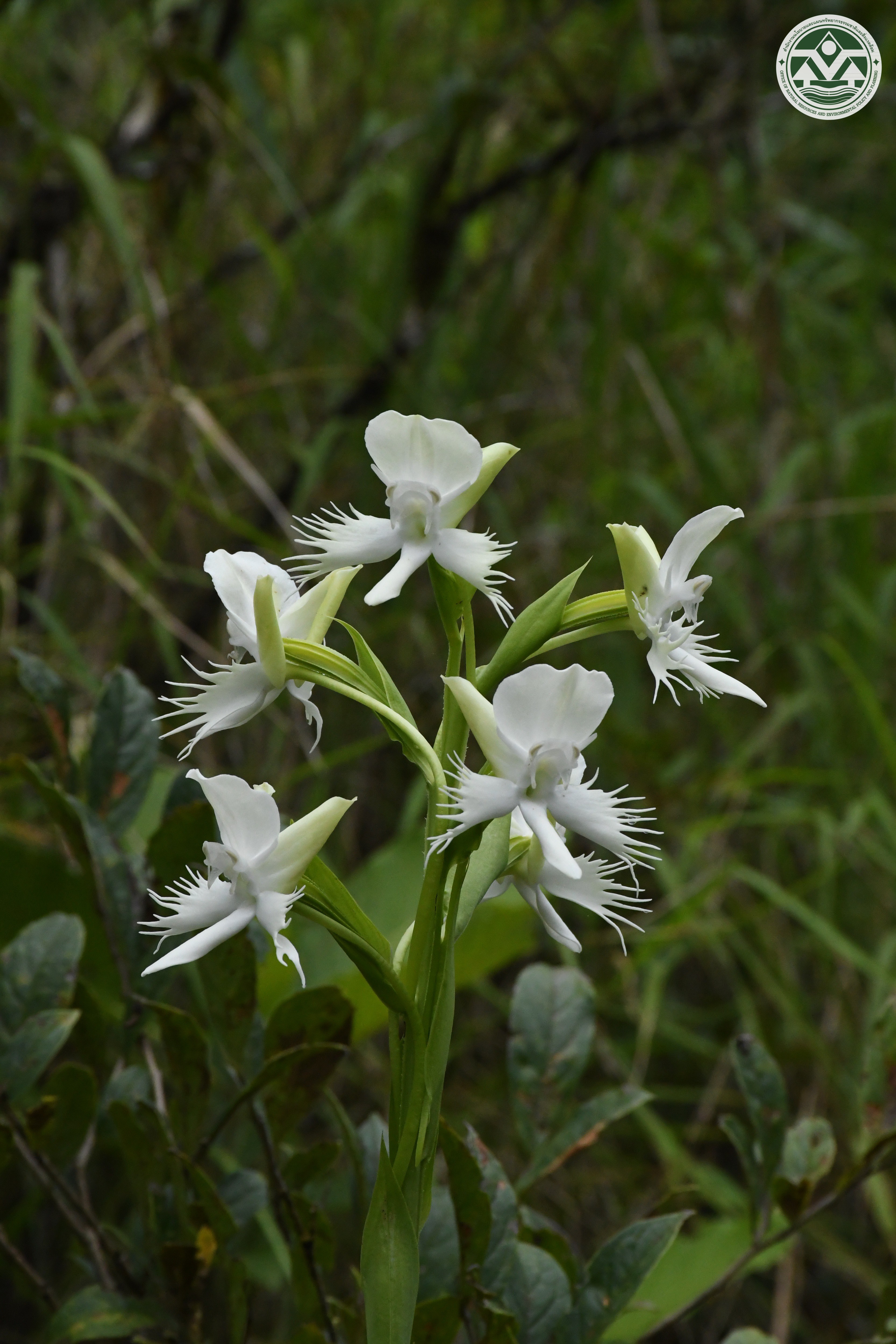 Pecteilis susannae