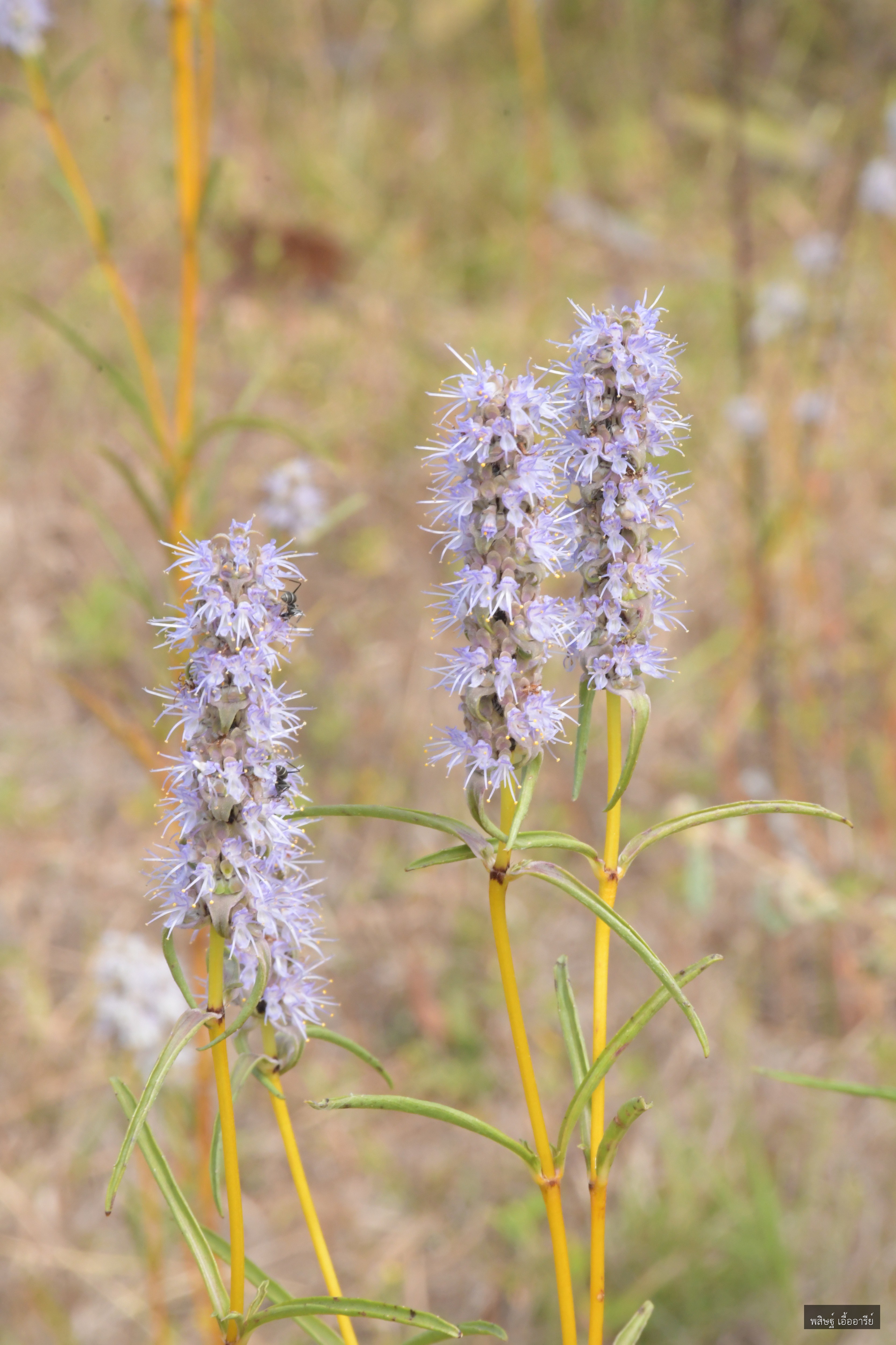 Platostoma rubrum
