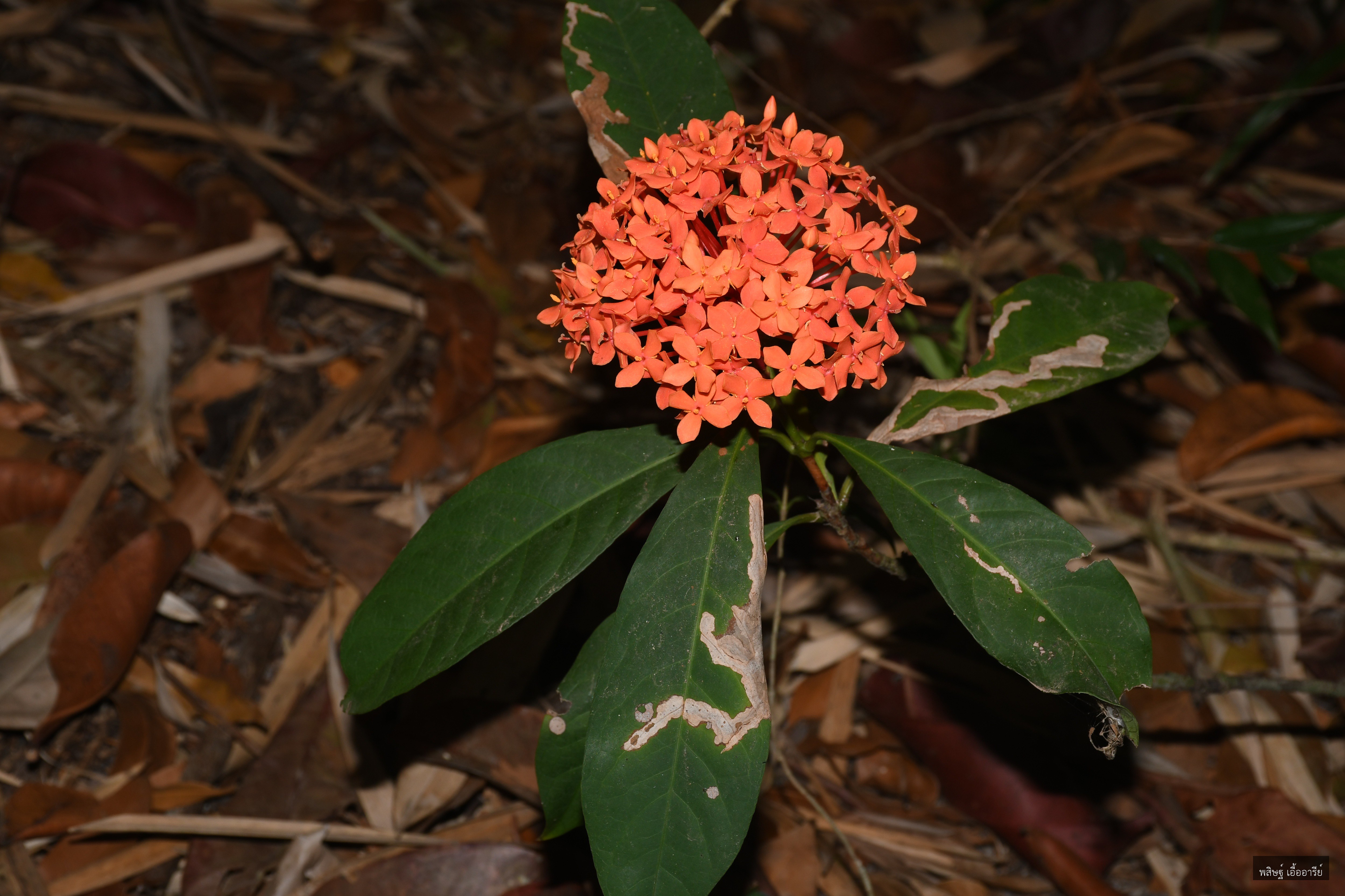 Ixora javanica