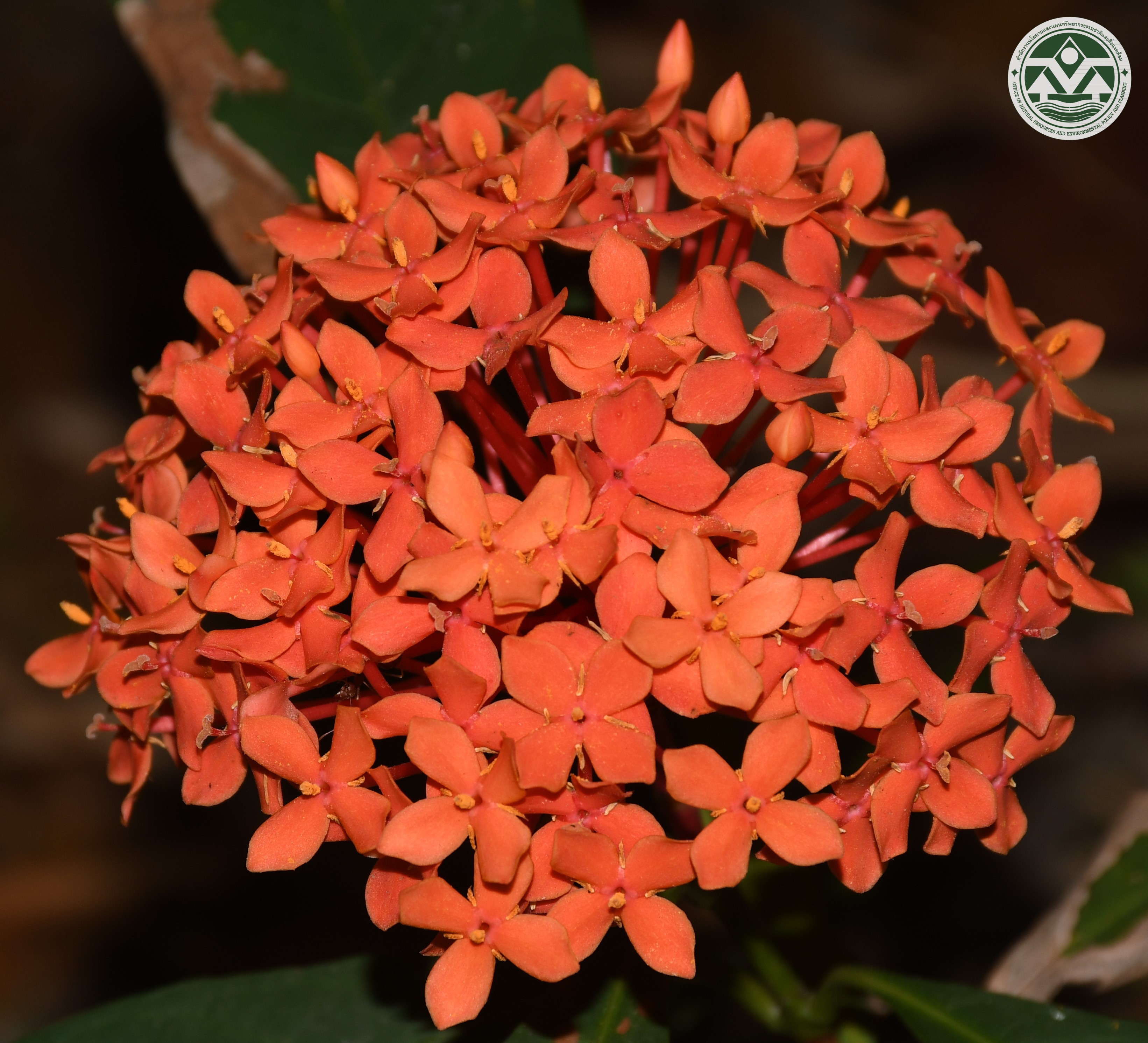 Ixora javanica