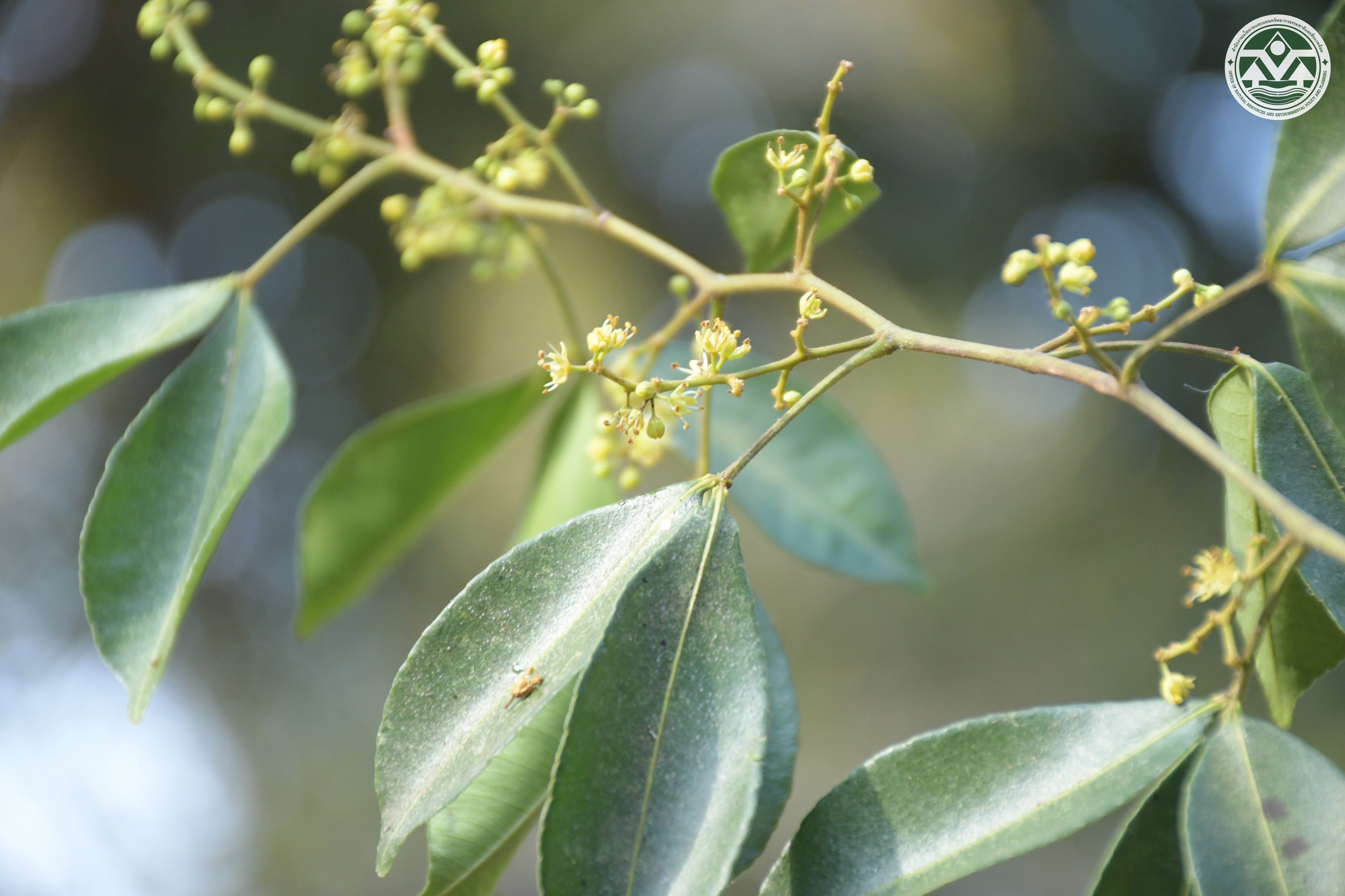 Zanthoxylum asiaticum