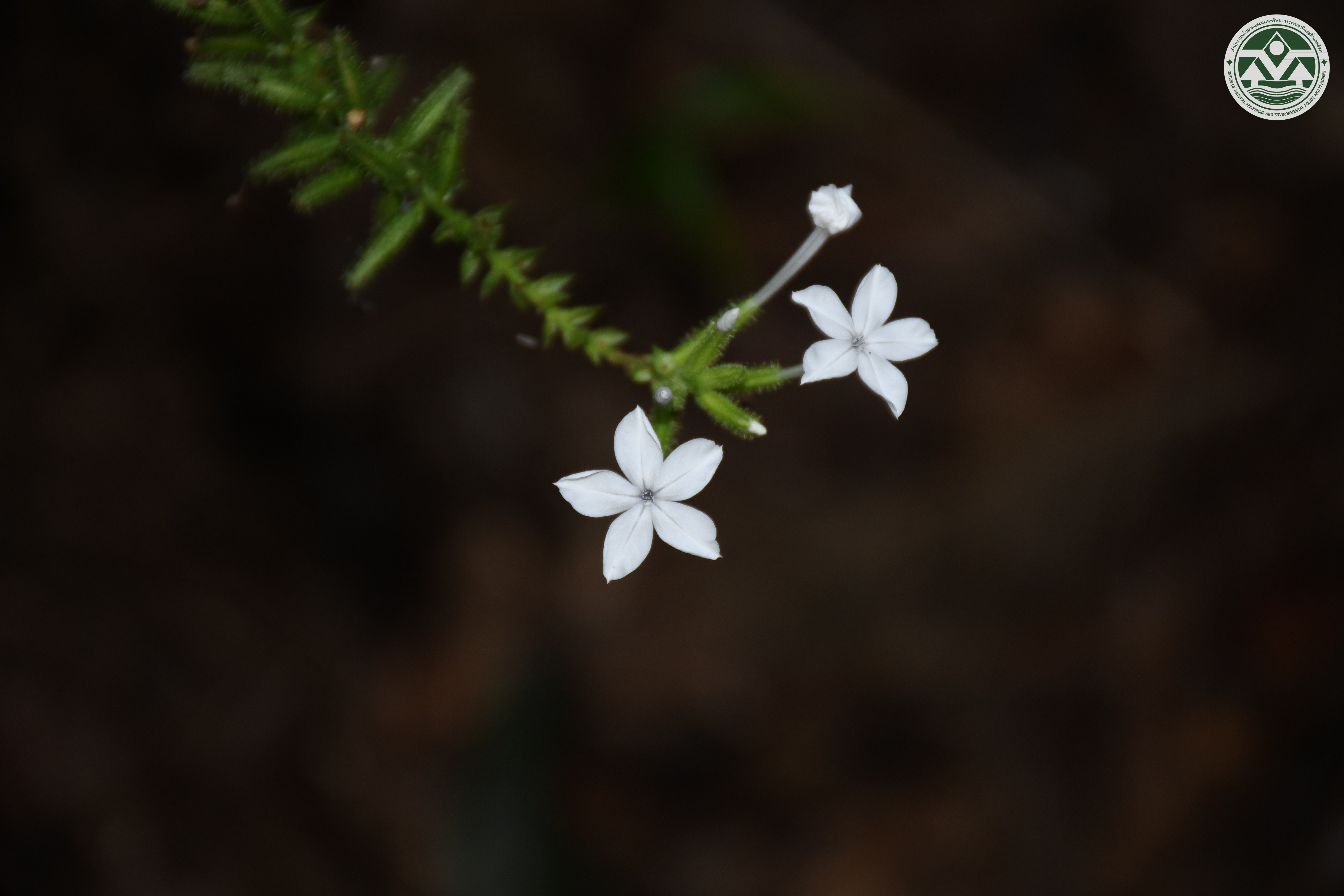 Plumbago zeylanica