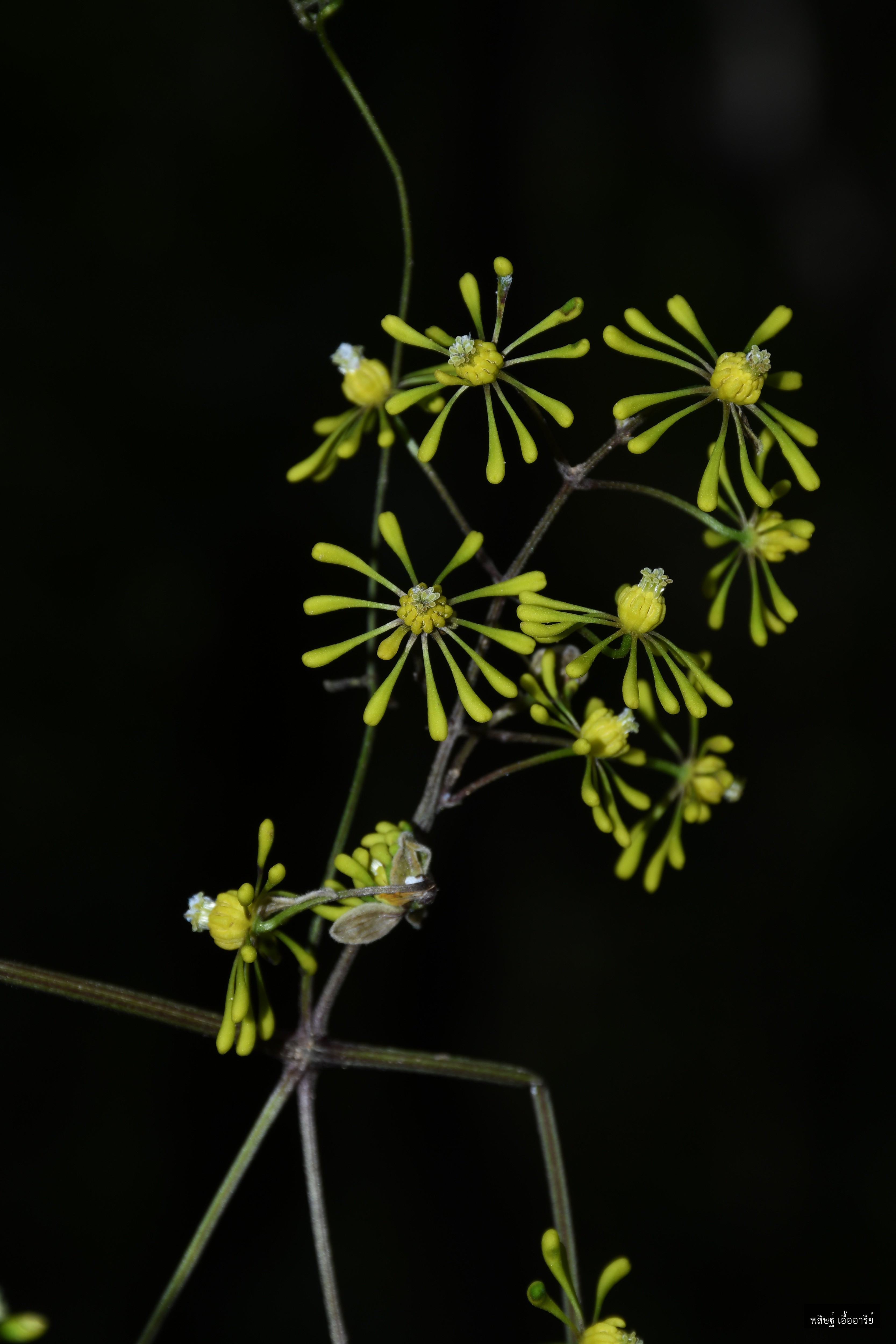 Clematis zeylanica