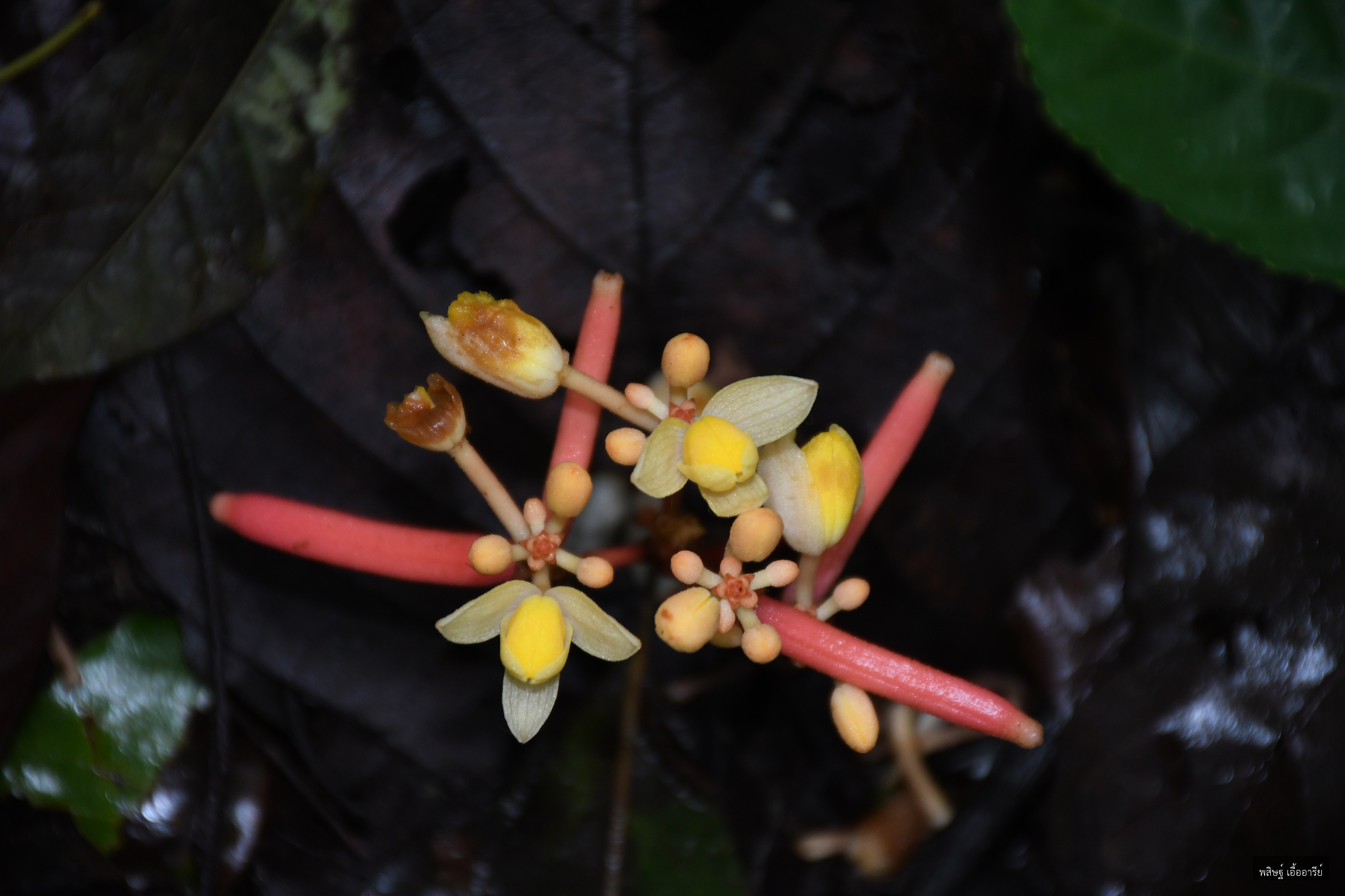 Cyrtosia nana