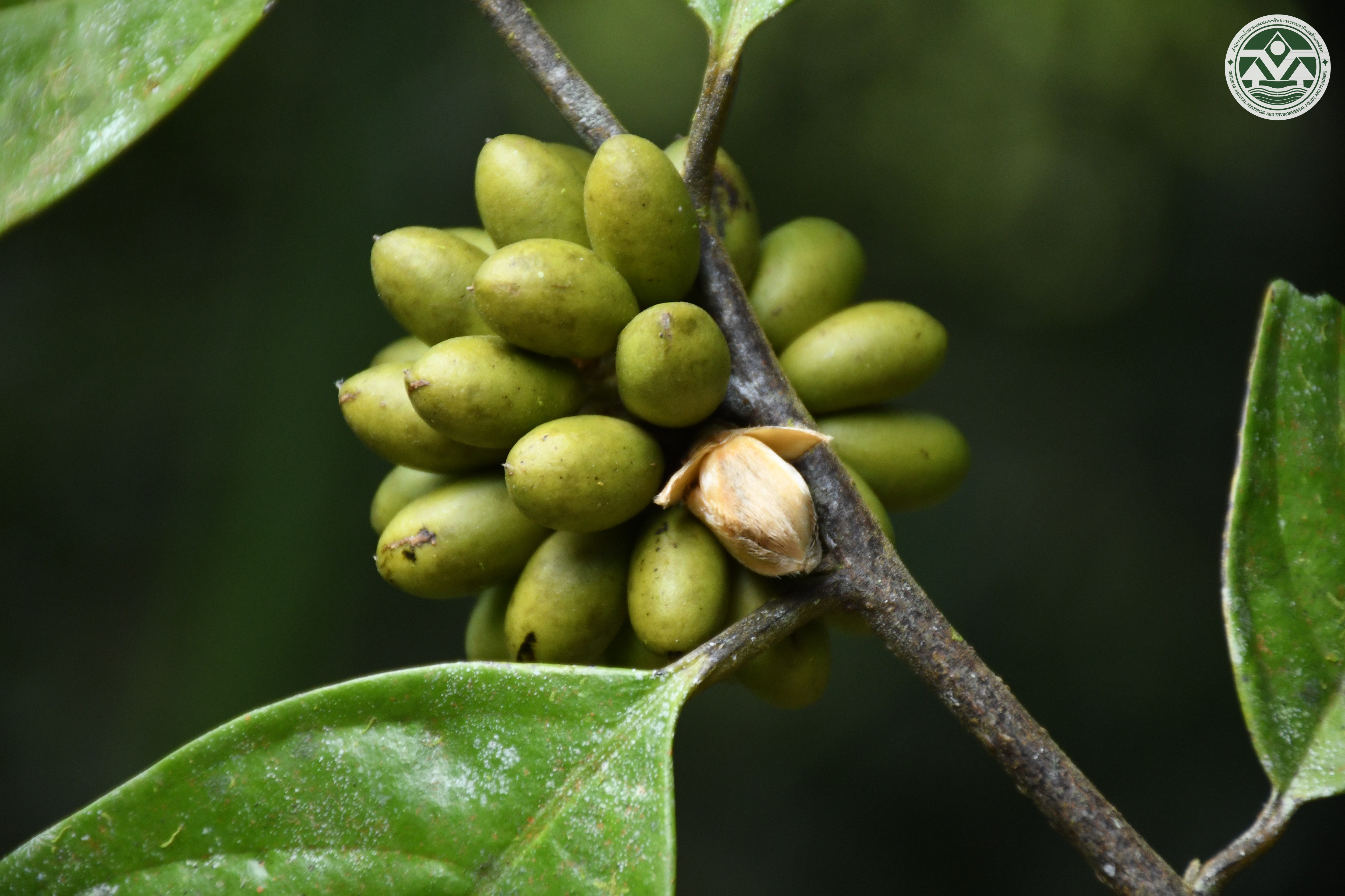 Trivalvaria macrophylla